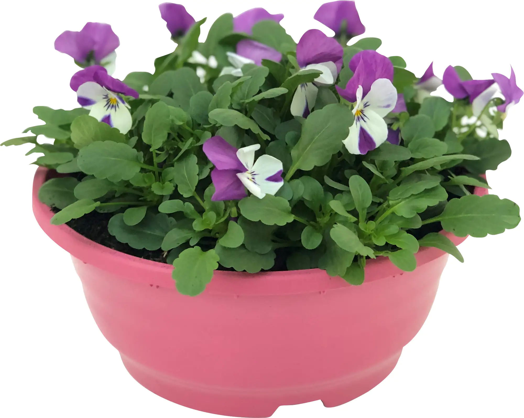8717929301393_02 Hornveilchen Viola Cornuta H ca. 25 cm, 21 cm Schale