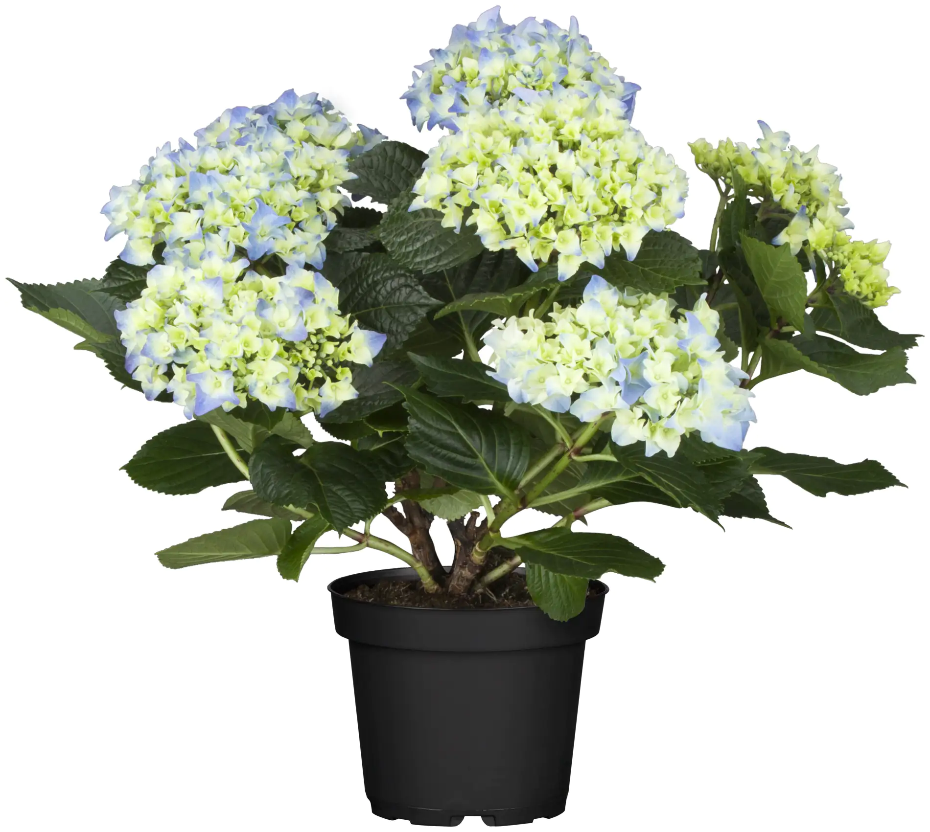 Hortensie Hydrangea Ø 35 - 40 cm 13 cm Topf
