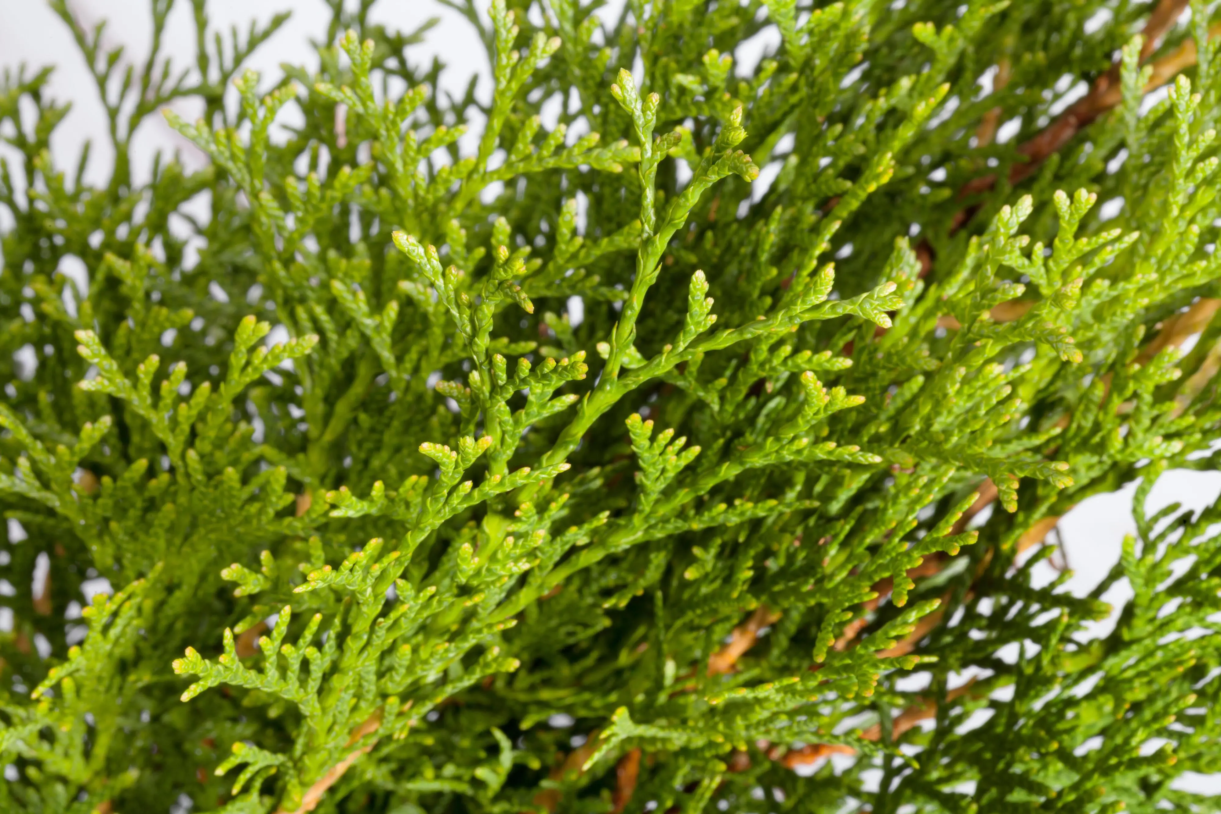 Lebensbaum Thuja occ. Smaragd H 120 - 140 cm, 20 Stück