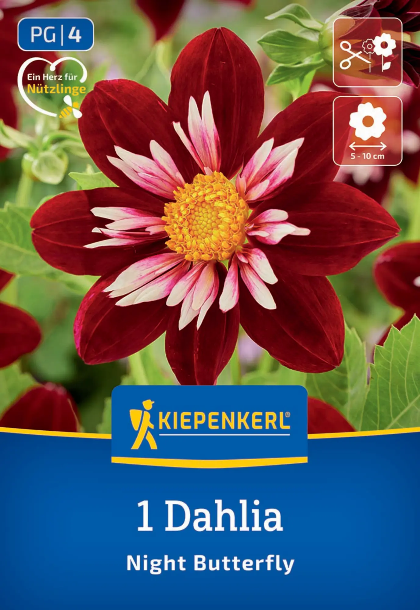 Kiepenkerl Frühjahrsblumenzwiebel Halskrausen-Dahlie Night Butterfly 1 Stück