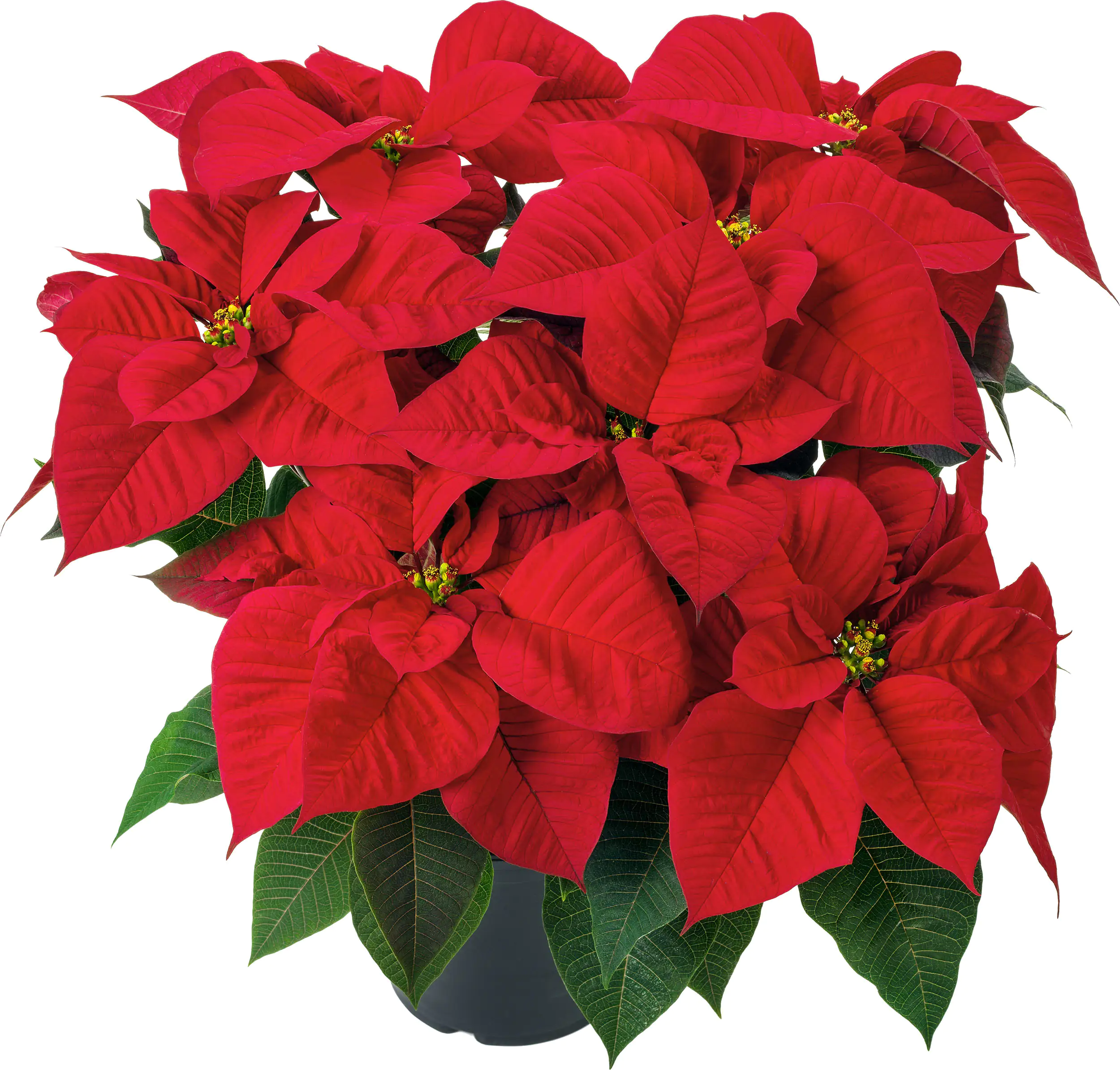 Weihnachtsstern XXL 17 cm Topf