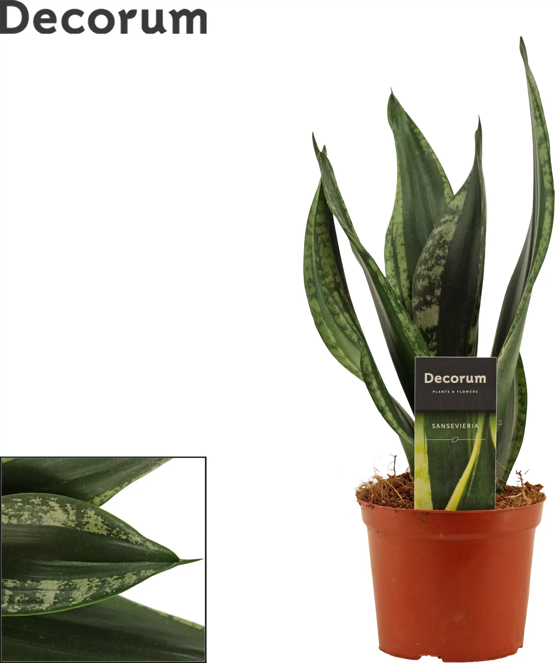 Sondersorten Sansevieria Bogenhanf im 12 cm Topf Sondersorten Sansevieria Bogenhanf im 12 cm Topf
