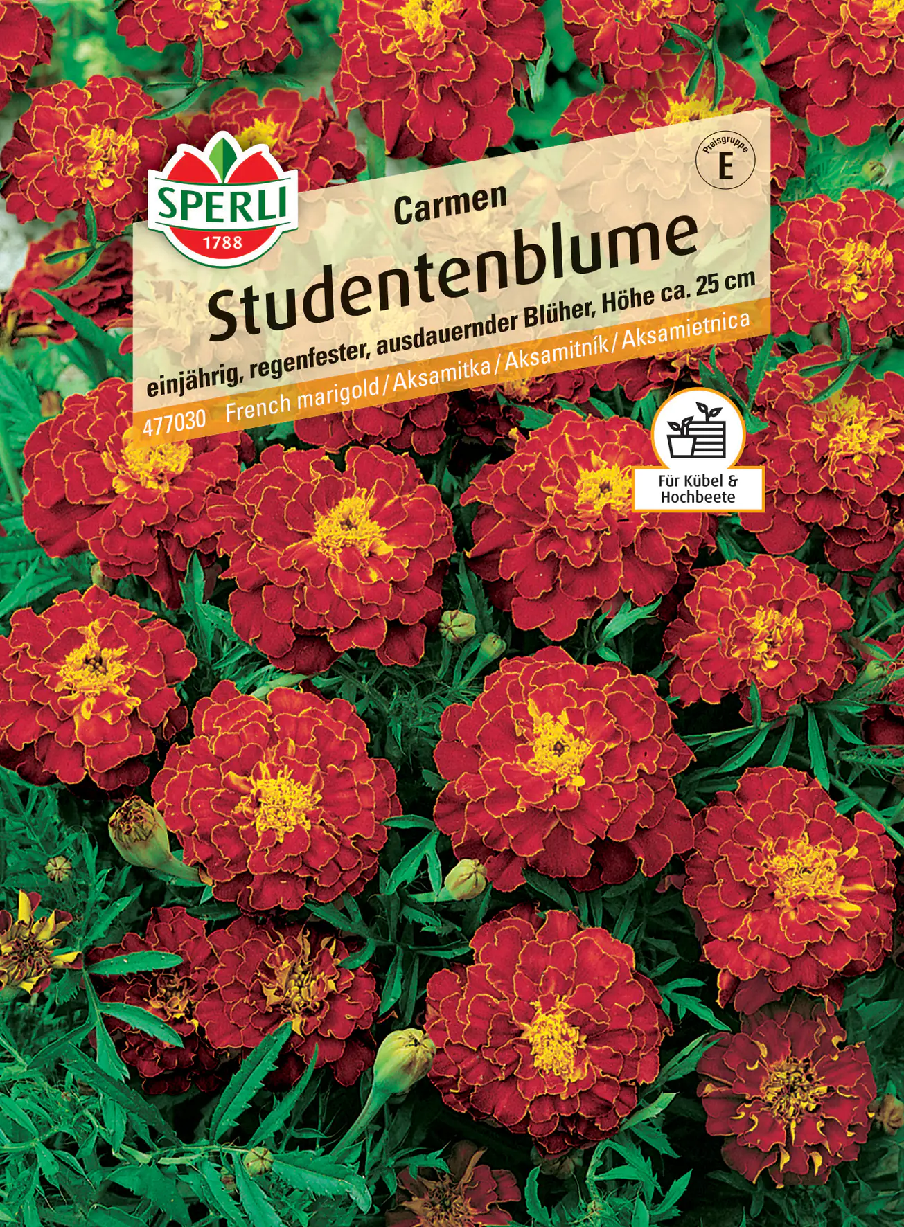 Sperli Studentenblume Carmen