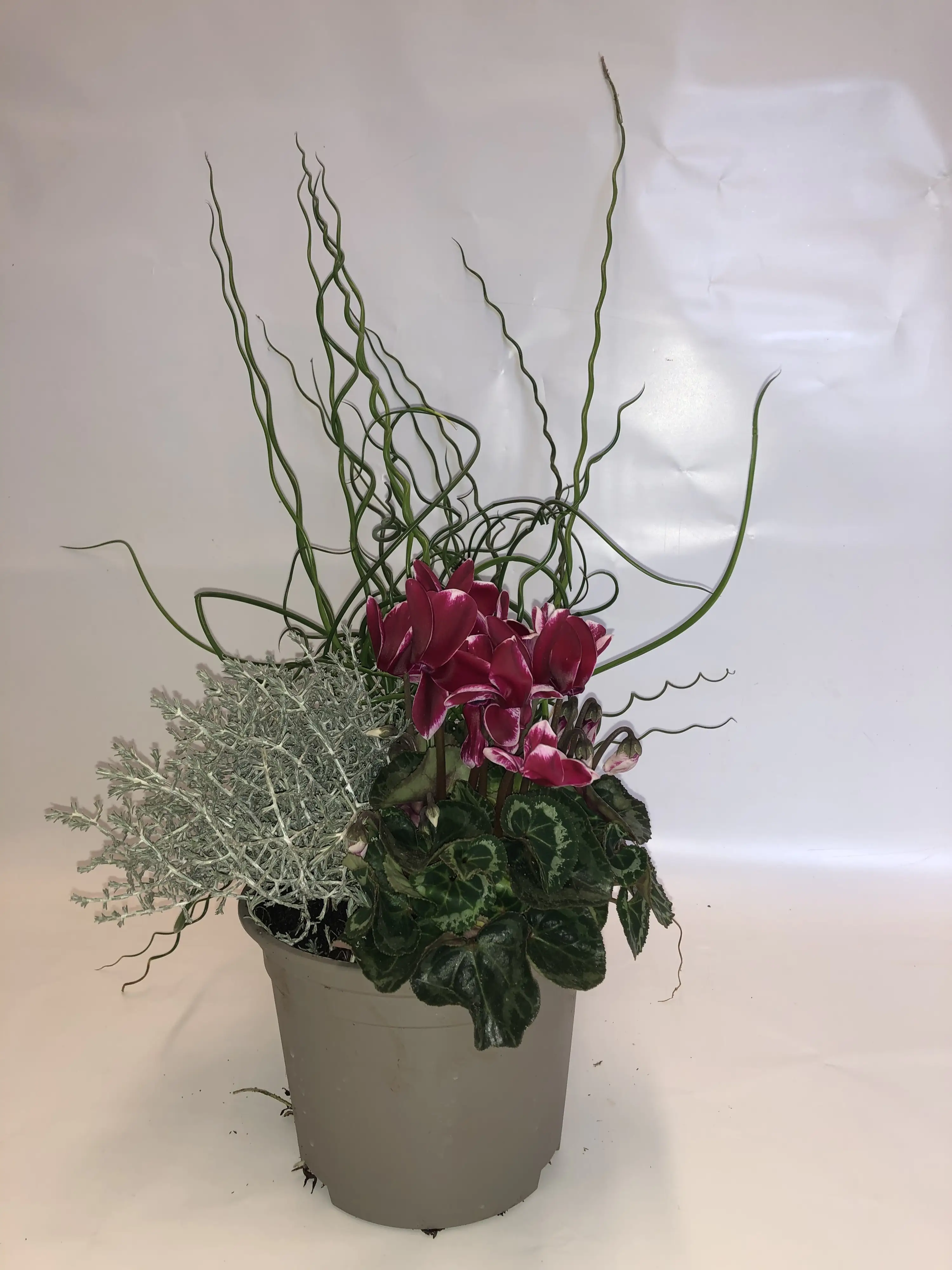 Pflanzentrio Herbsthexe 14 cm Topf