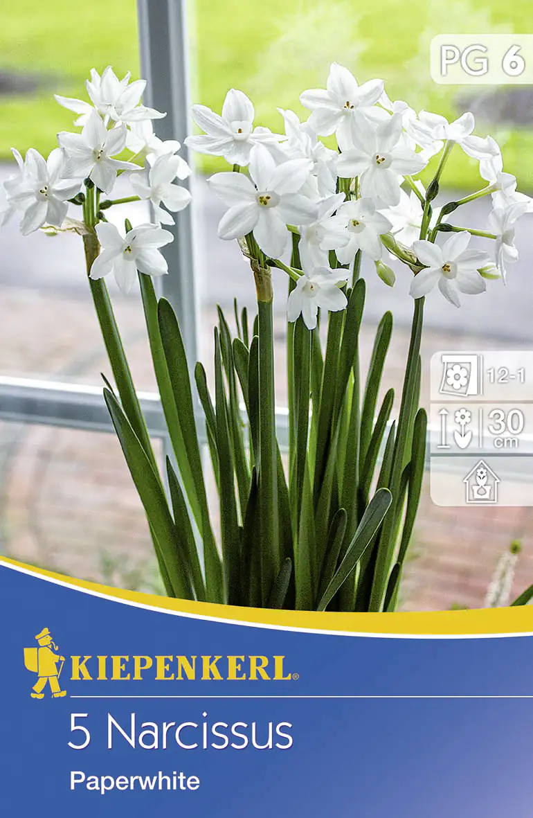 4000159504417 Kiepenkerl Blumenzwiebeln Narcissus Paperwhite Inhalt: 5 Stück