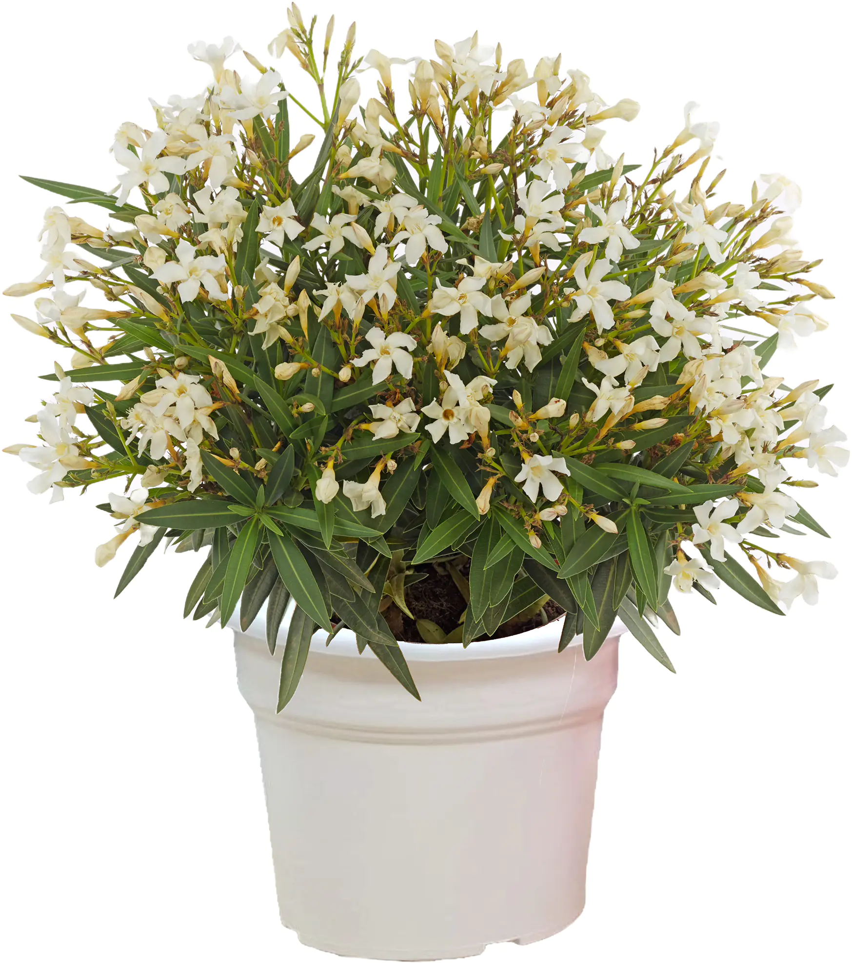 Nerium Oleander Evolution 17 cm Topf Nerium Oleander Evolution 17 cm Topf