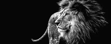 Deco-Glas Bild - Löwe 125 x 50 cm