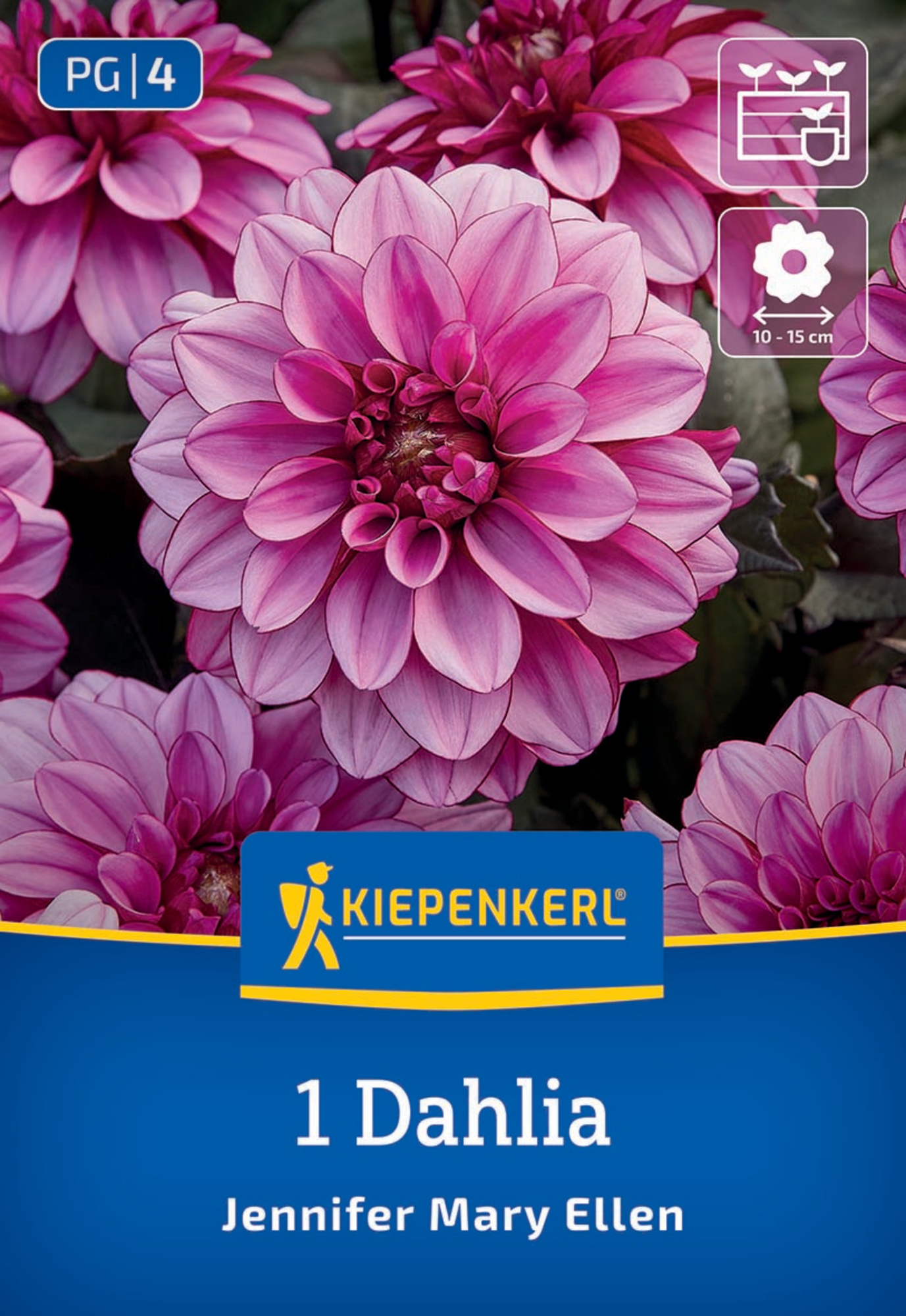 Kiepenkerl Frühjahrsblumenzwiebel Dekorative Dahlie Jennifer Mary Ellen 1 Stück
