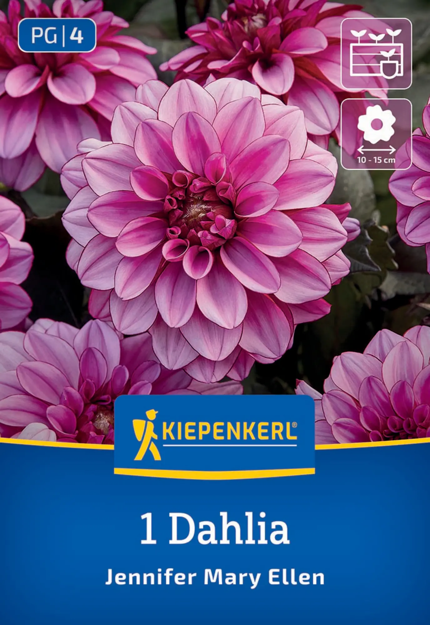 Kiepenkerl Frühjahrsblumenzwiebel Dekorative Dahlie Jennifer Mary Ellen 1 Stück