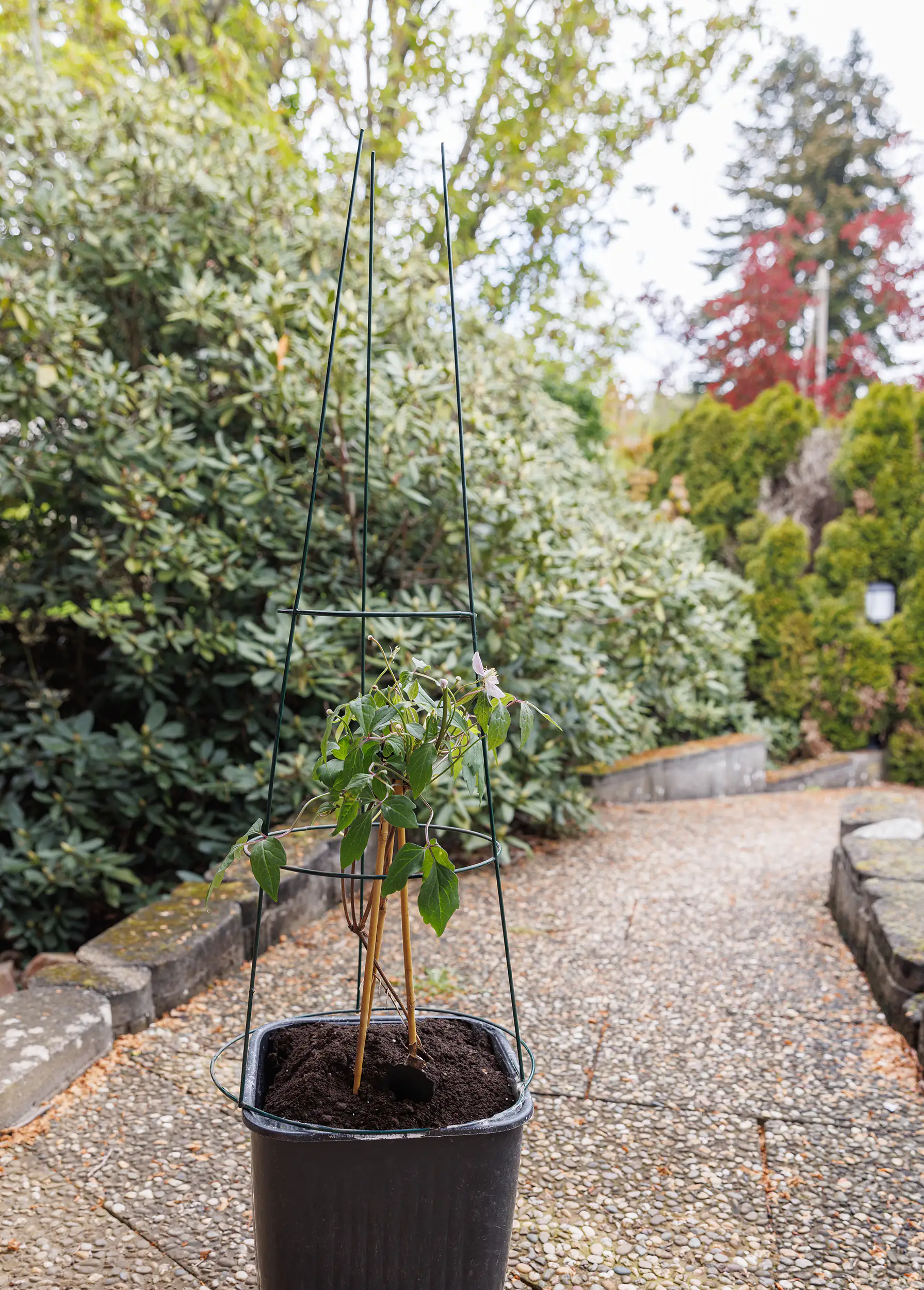 TrendLine Rankstütze Ø 35 x 75 cm