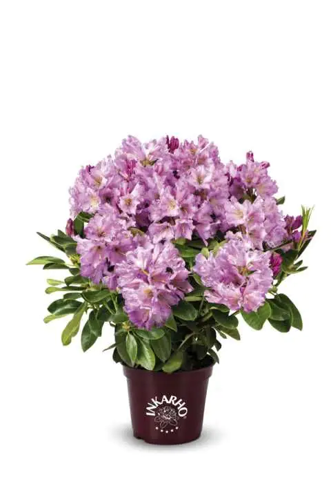 4029395013682 Rhododendron INKARHO ® rosa Dufthecke 5 l Container