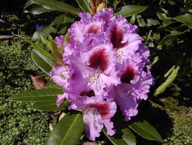 Rhododendron PG II + III Liebhaber blau 5 l Container