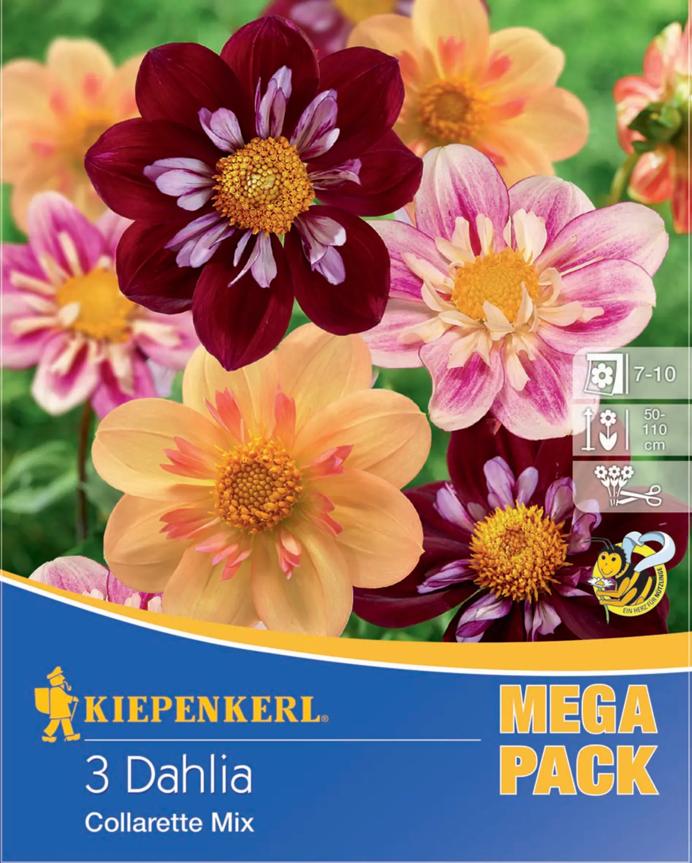 Kiepenkerl Bienenfreundlicher Halskrausen-Dahlien Mix Inhalt: 3 Stück