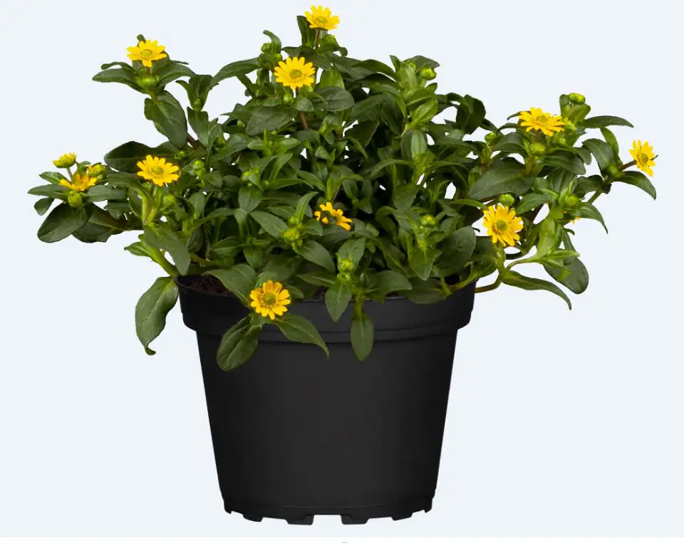 Husarenknöpfchen Sanvitalia 13 cm Topf