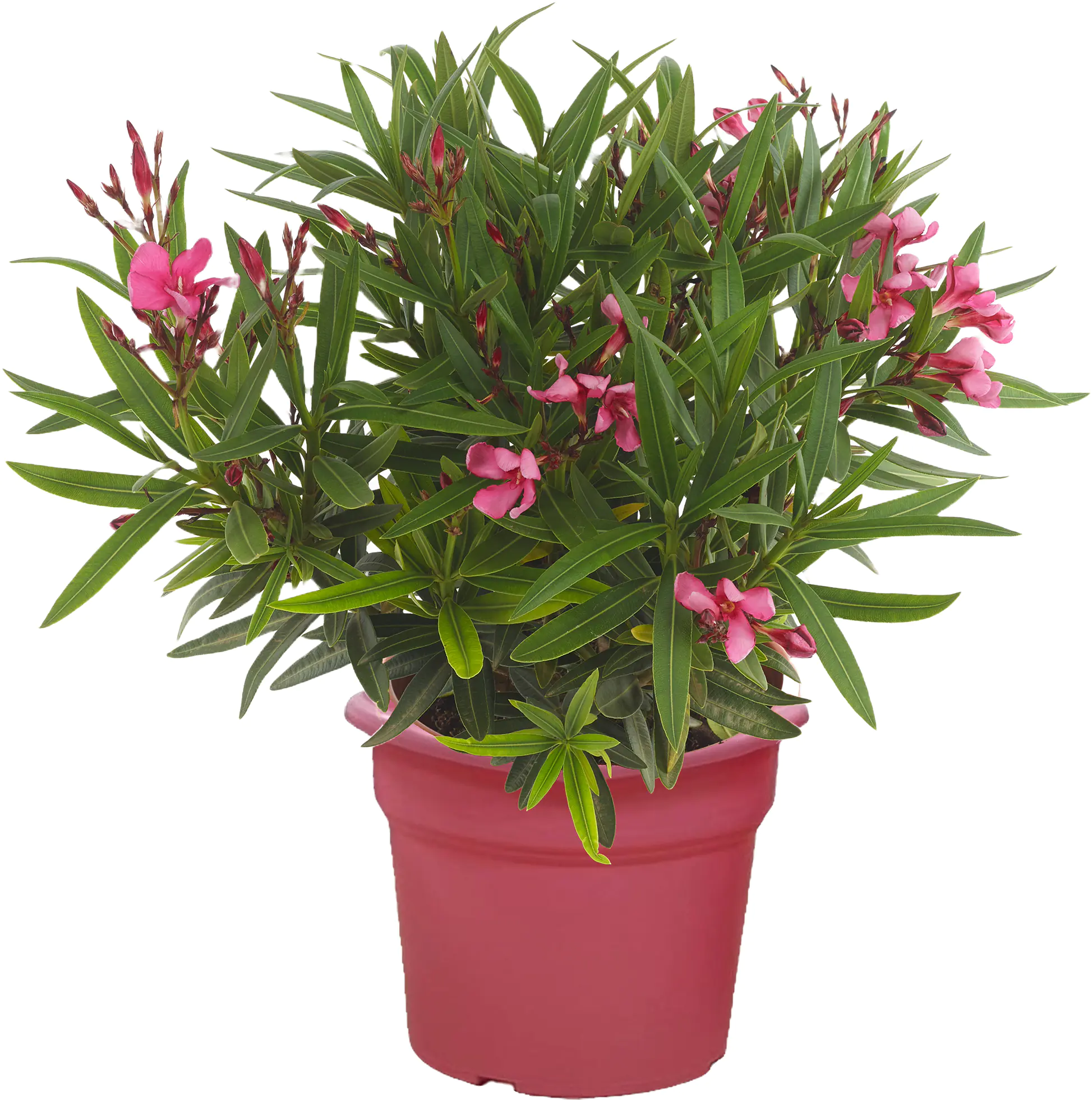Nerium Oleander Evolution 17 cm Topf Nerium Oleander Evolution 17 cm Topf