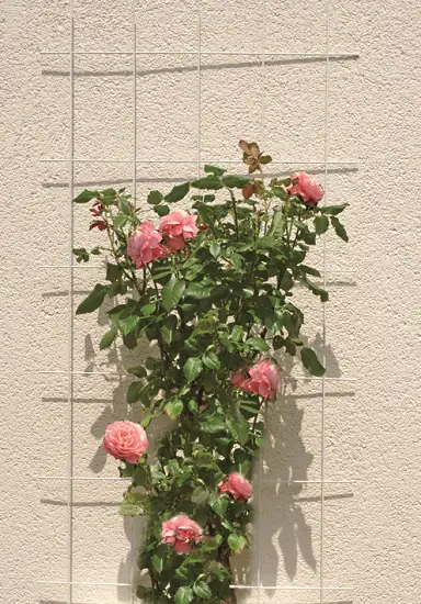 TrendLine Wandspalier 150x75cm grün 150 x 75 cm TrendLine Wandspalier 150x75cm grün 150 x 75 cm