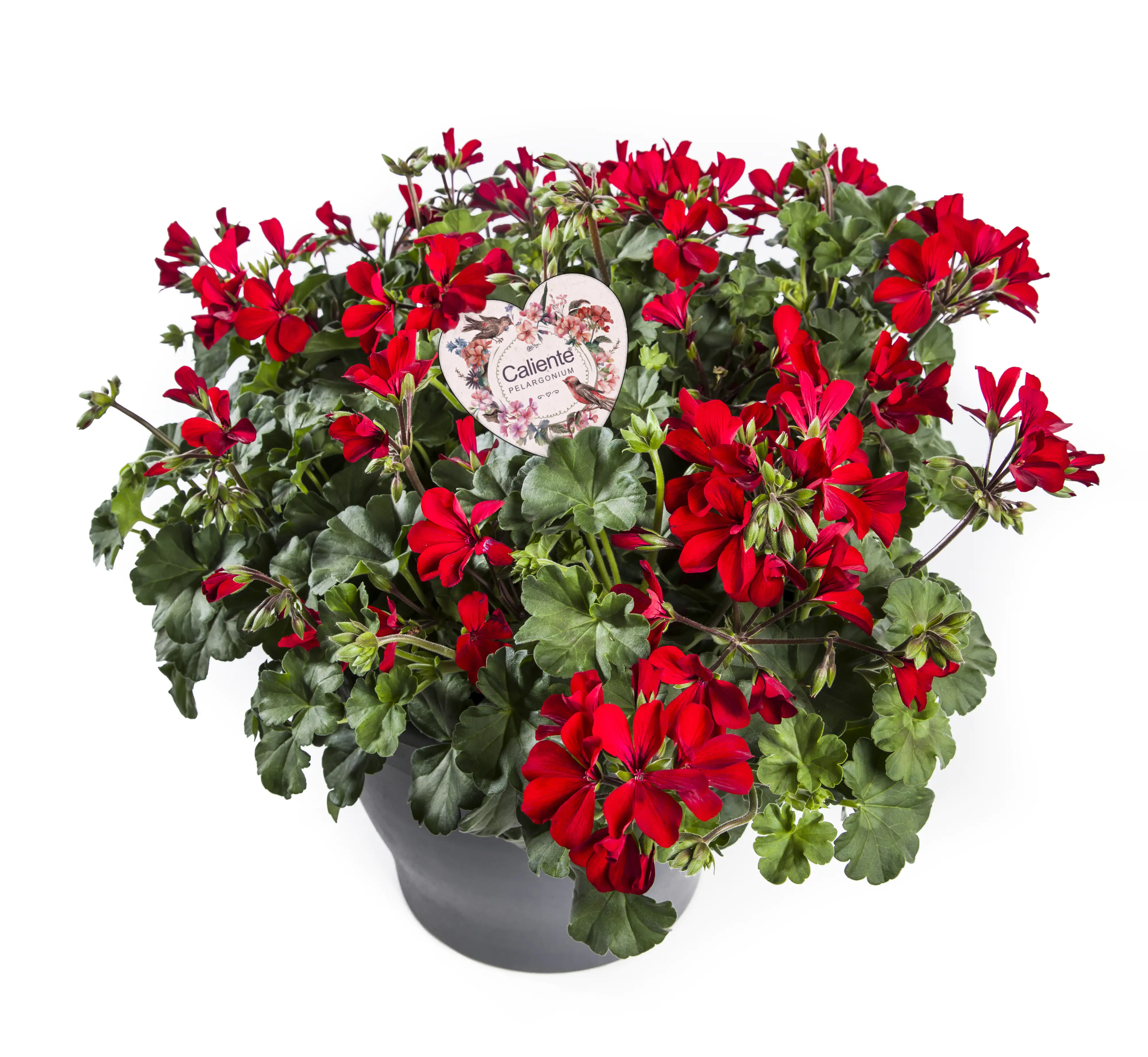 Geranie Pelargonium Caliente 19 cm Topf