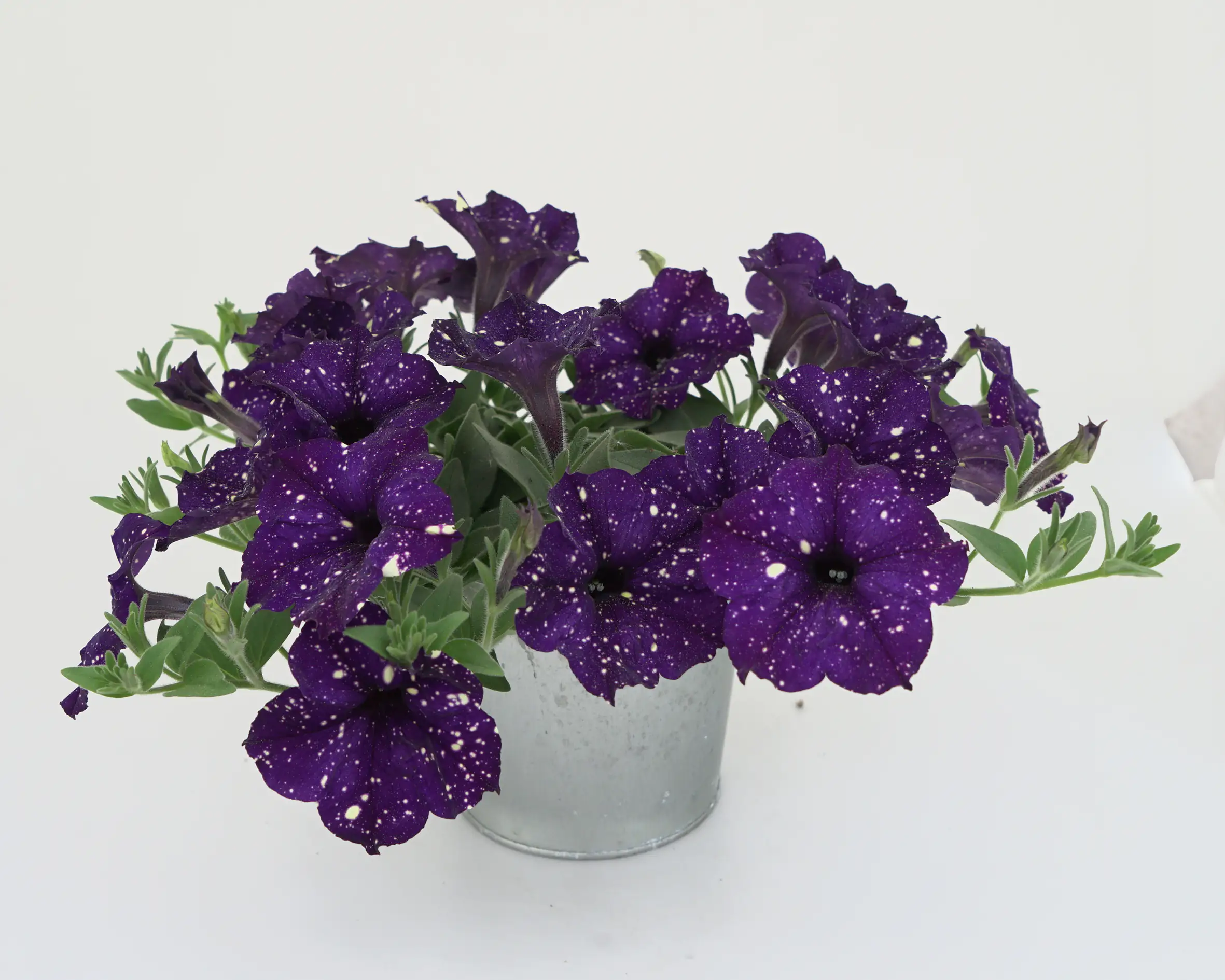 Petunie °Bonnie° 12 cm Topf Petunie °Bonnie° 12 cm Topf