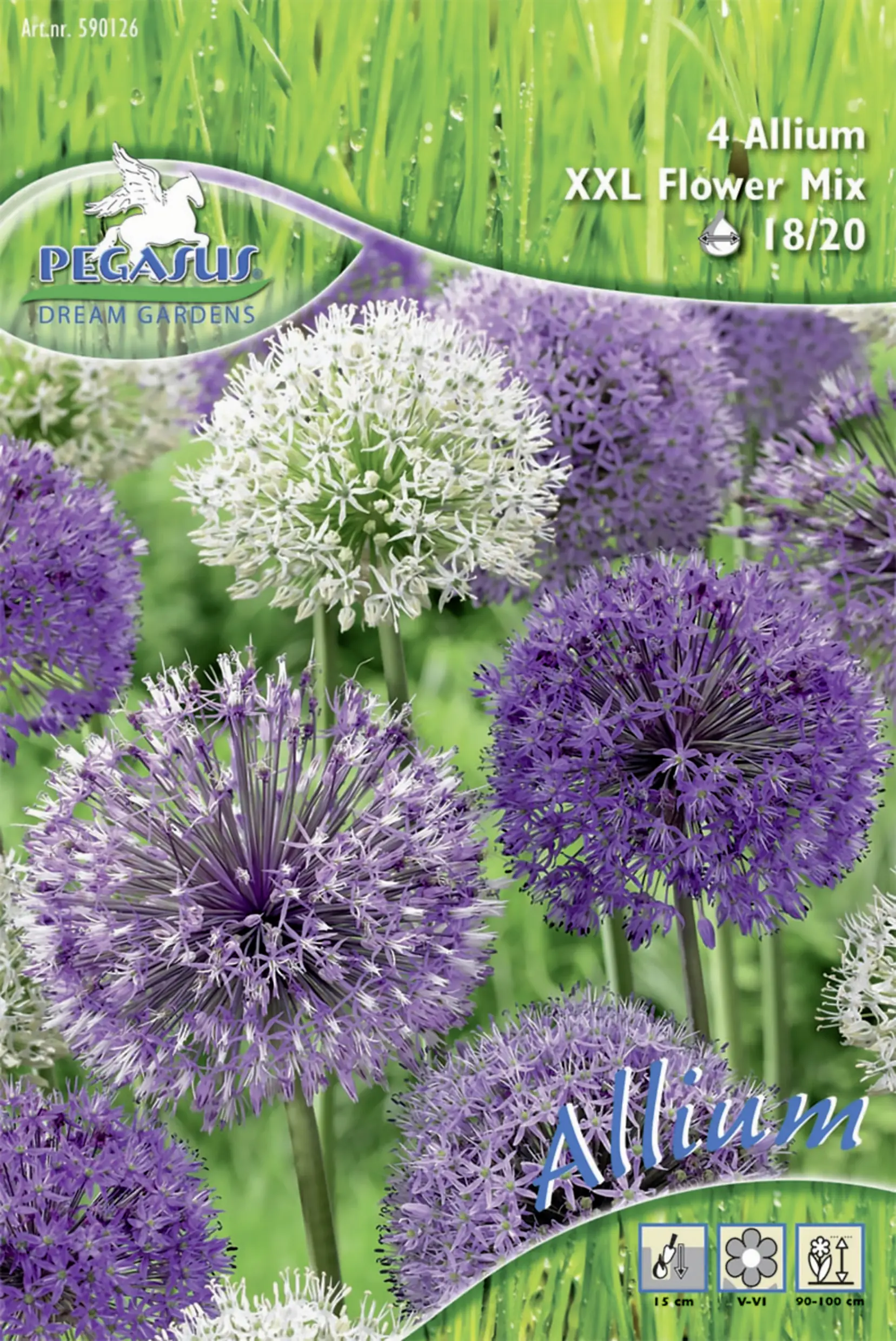 Pegasus Zierlauch violett/purpur/weiß 4 Stück