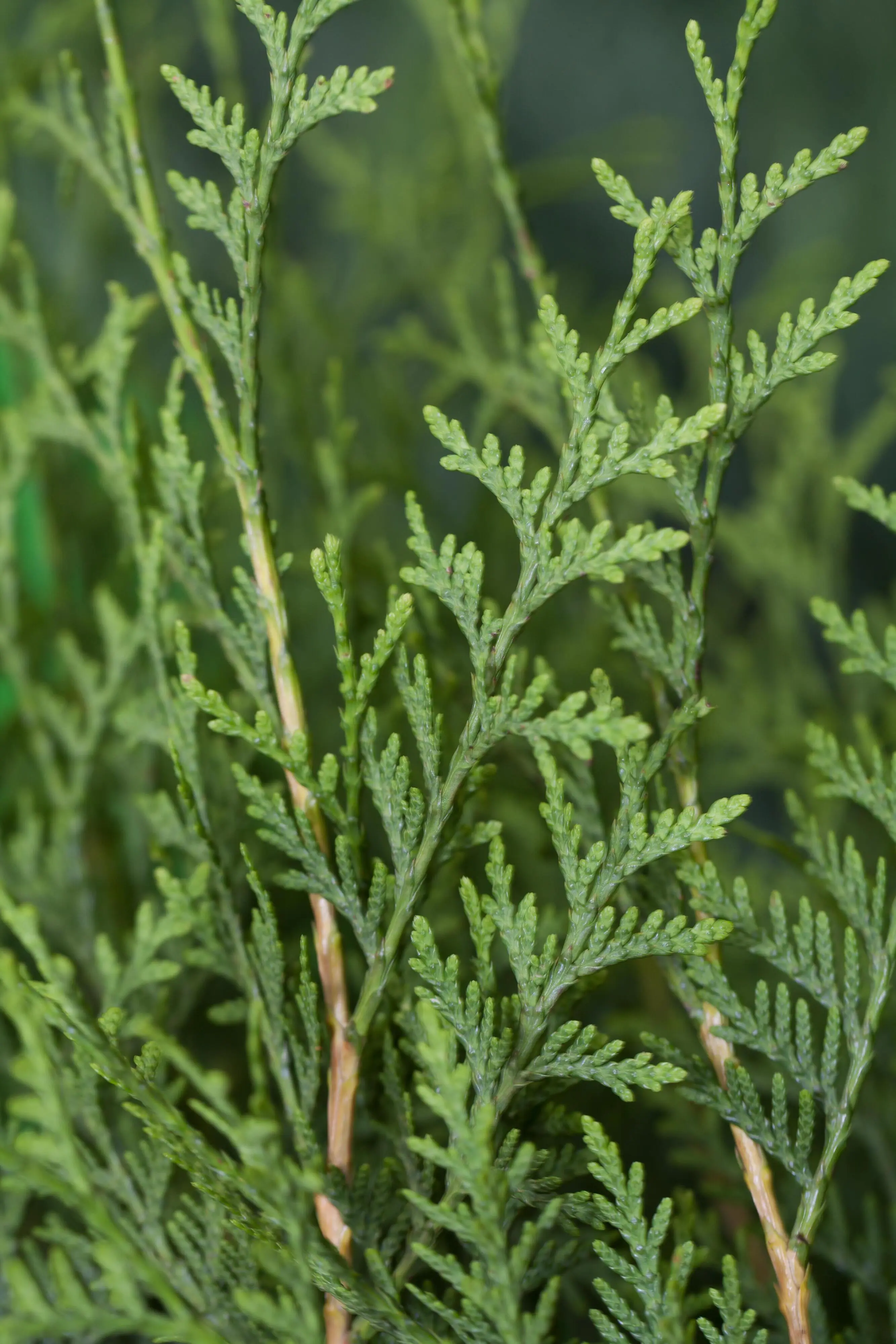 Lebensbaum Thuja occ. Brabant H 100 - 120 cm, 25 Stück Lebensbaum Thuja occ. Brabant H 100 - 120 cm, 25 Stück