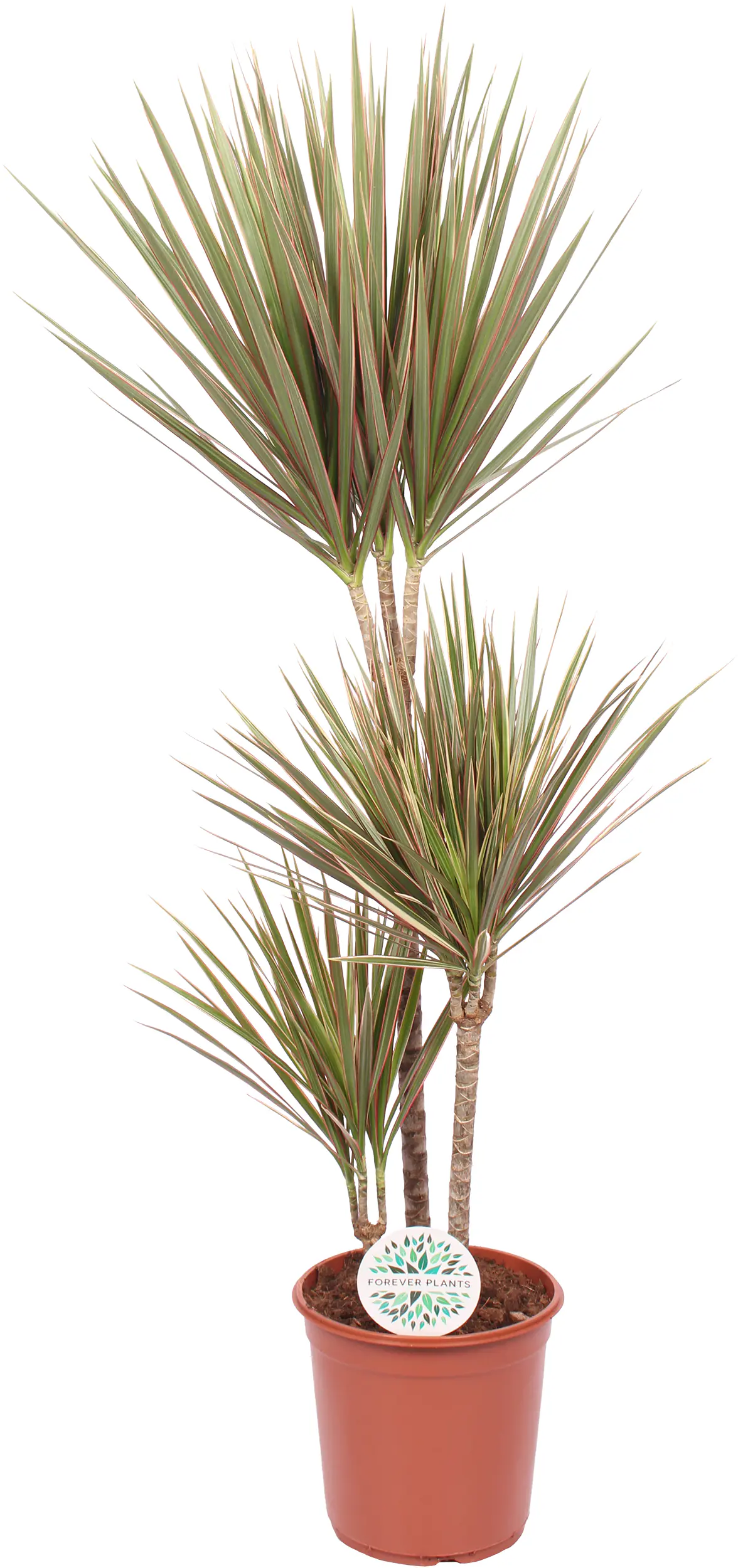 Grünpflanzen-Mix H 120 cm, 24 cm Topf