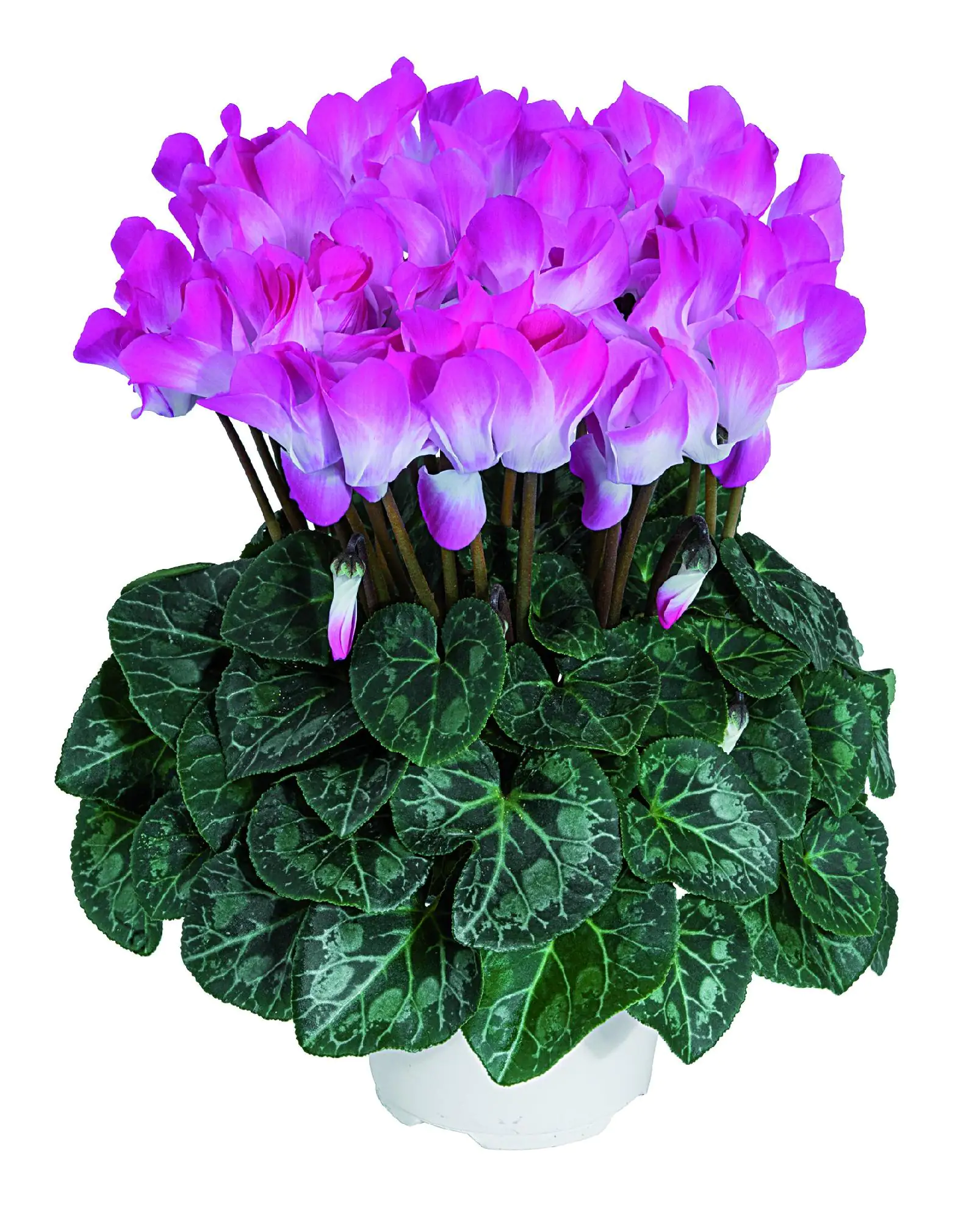 Alpenveilchen Cyclame Indiaka 12 cm Topf