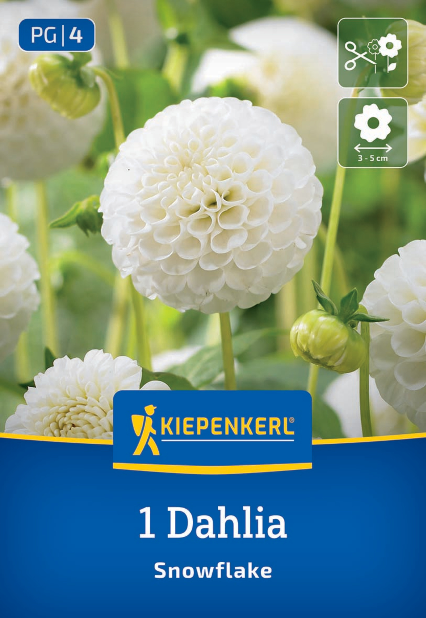 Kiepenkerl Frühjahrsblumenzwiebel Pompon-Dahlie Snowflake 1 Stück