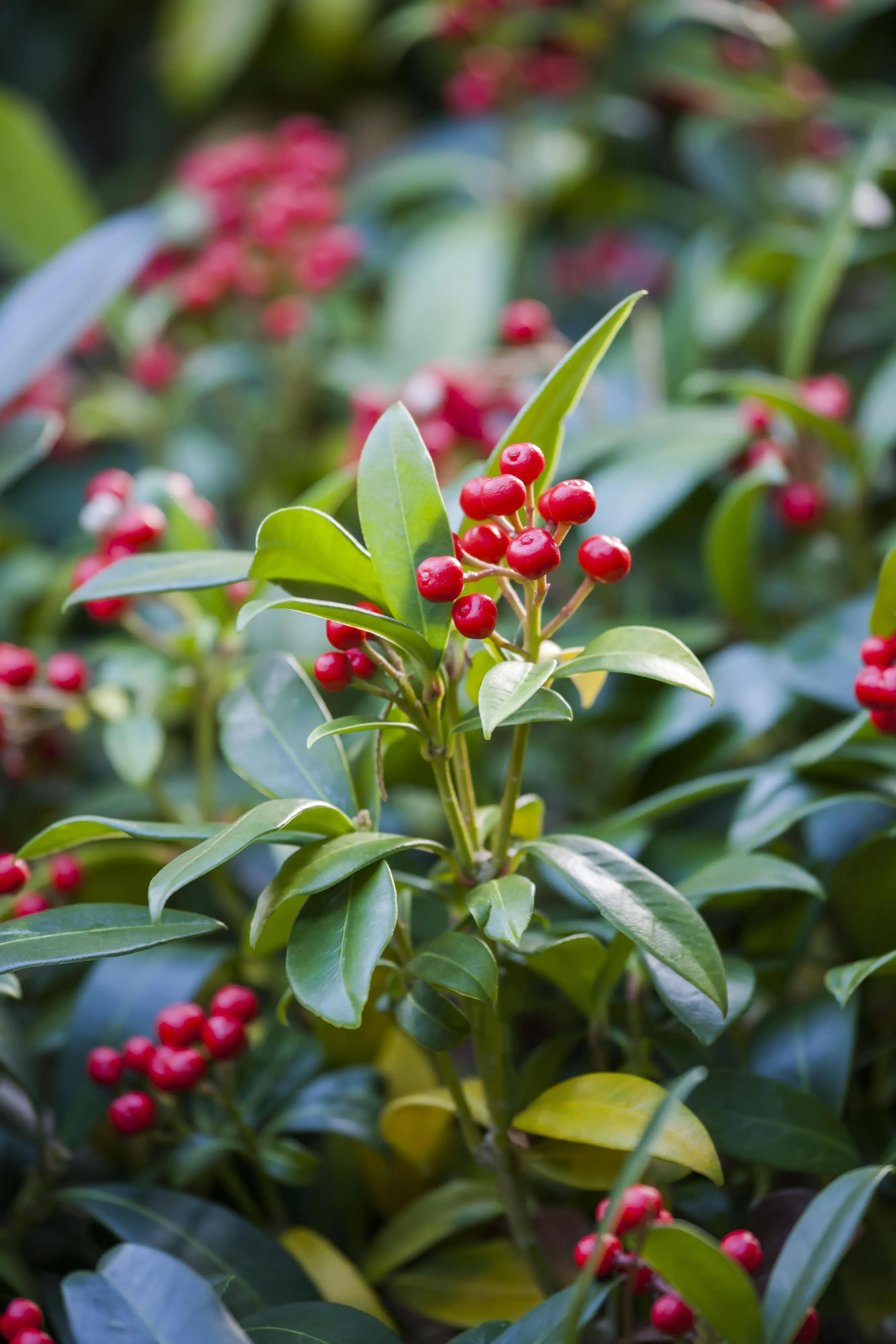 Scheinbeere Skimmie 10,5 cm Topf