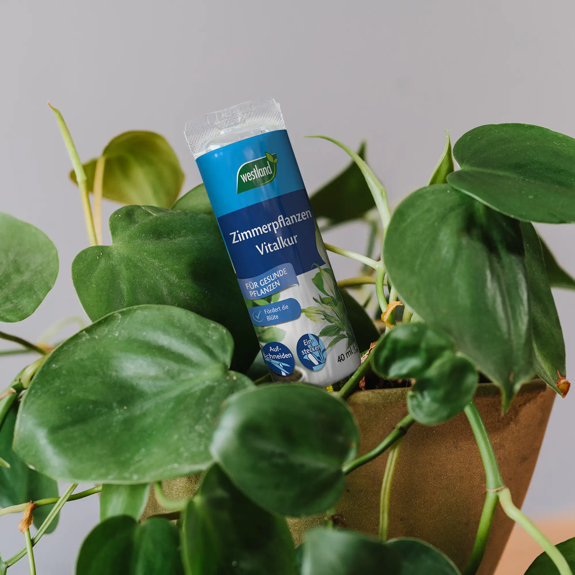 Westland Zimmerpflanzen Vitalkur Set 5x40 ml Westland Zimmerpflanzen Vitalkur Set 5x40 ml
