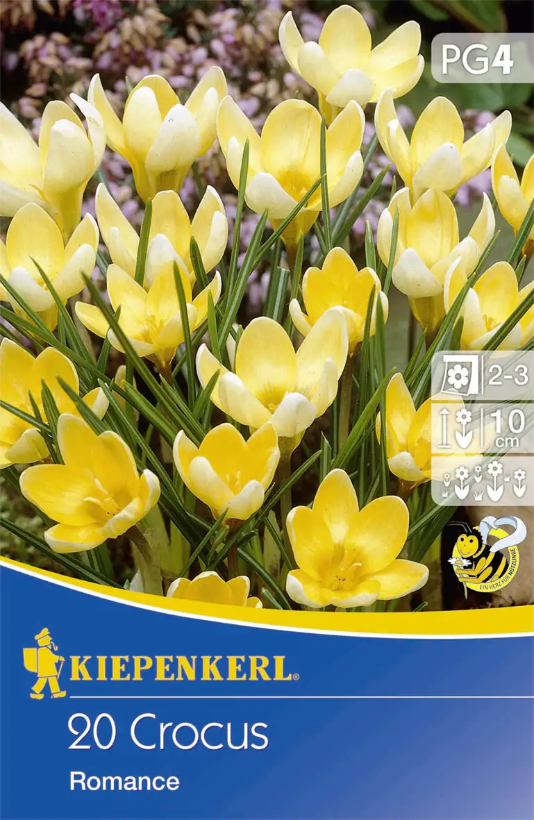 Kiepenkerl Blumenzwiebeln Wildkrokus Romance Crocus chrysanthus, Inhalt: 20 Stück