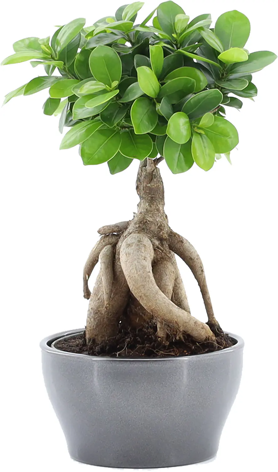 Ficus Ginseng Bonsai H 30 cm, inkl. 16 cm Keramiktopf