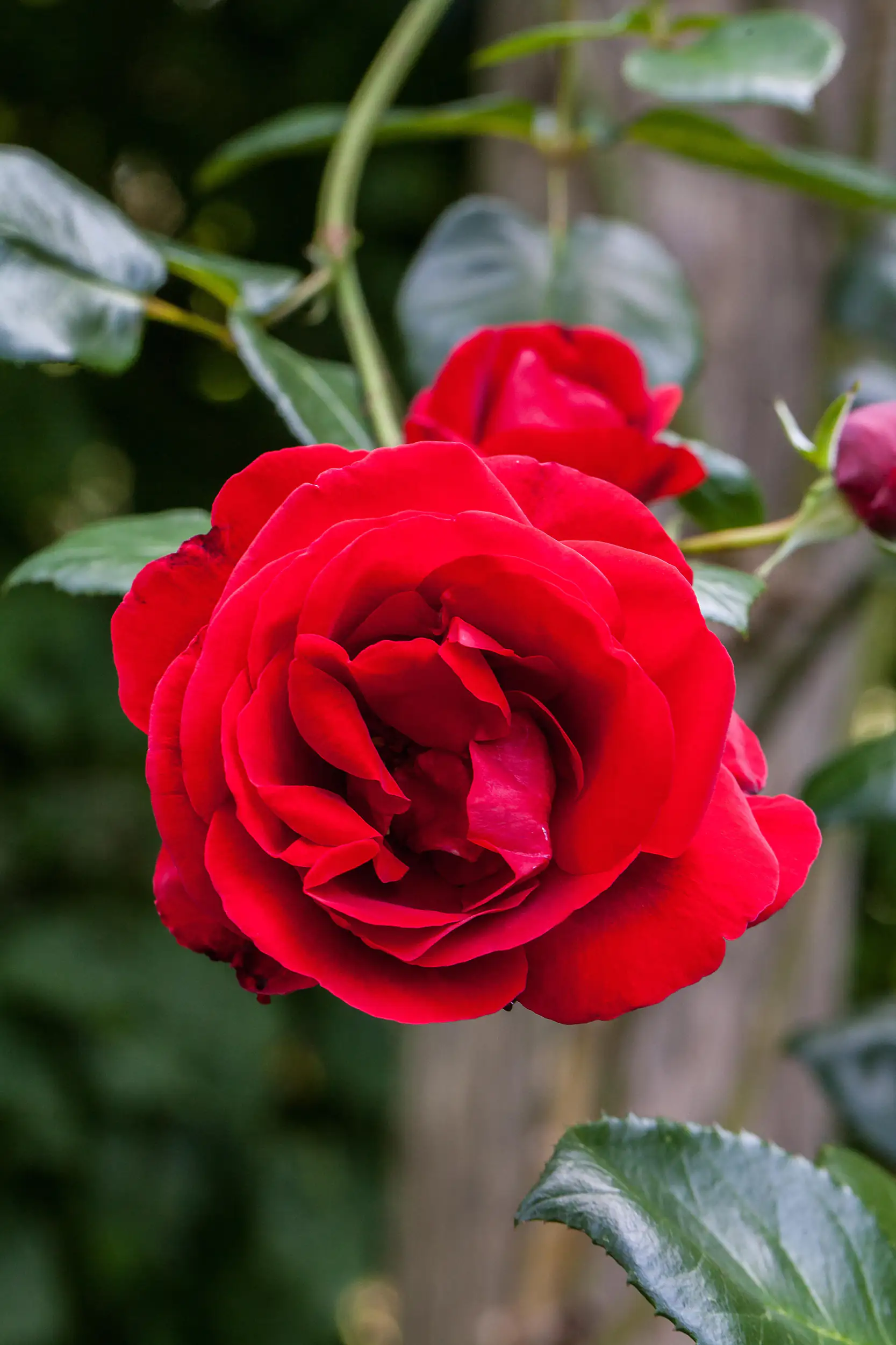 Kletterrose 5 l Container