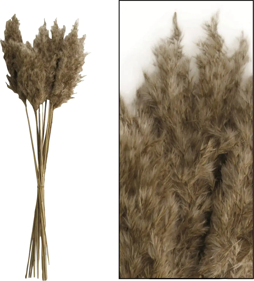 Dijk Schilfrohrfeder Wild natur 65 cm