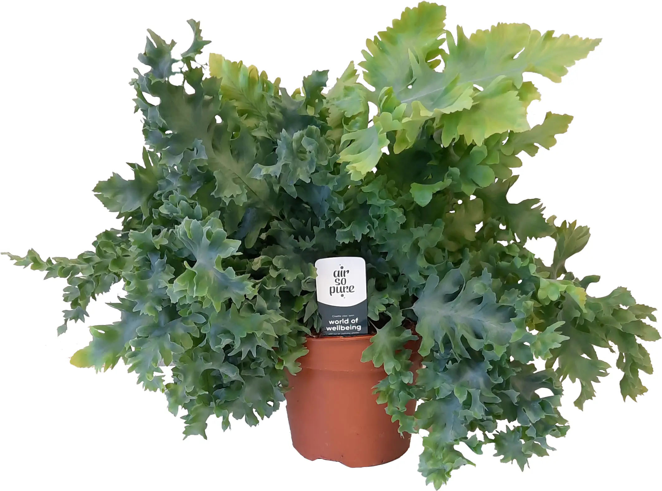 Zimmerfarn im 17 cm Topf