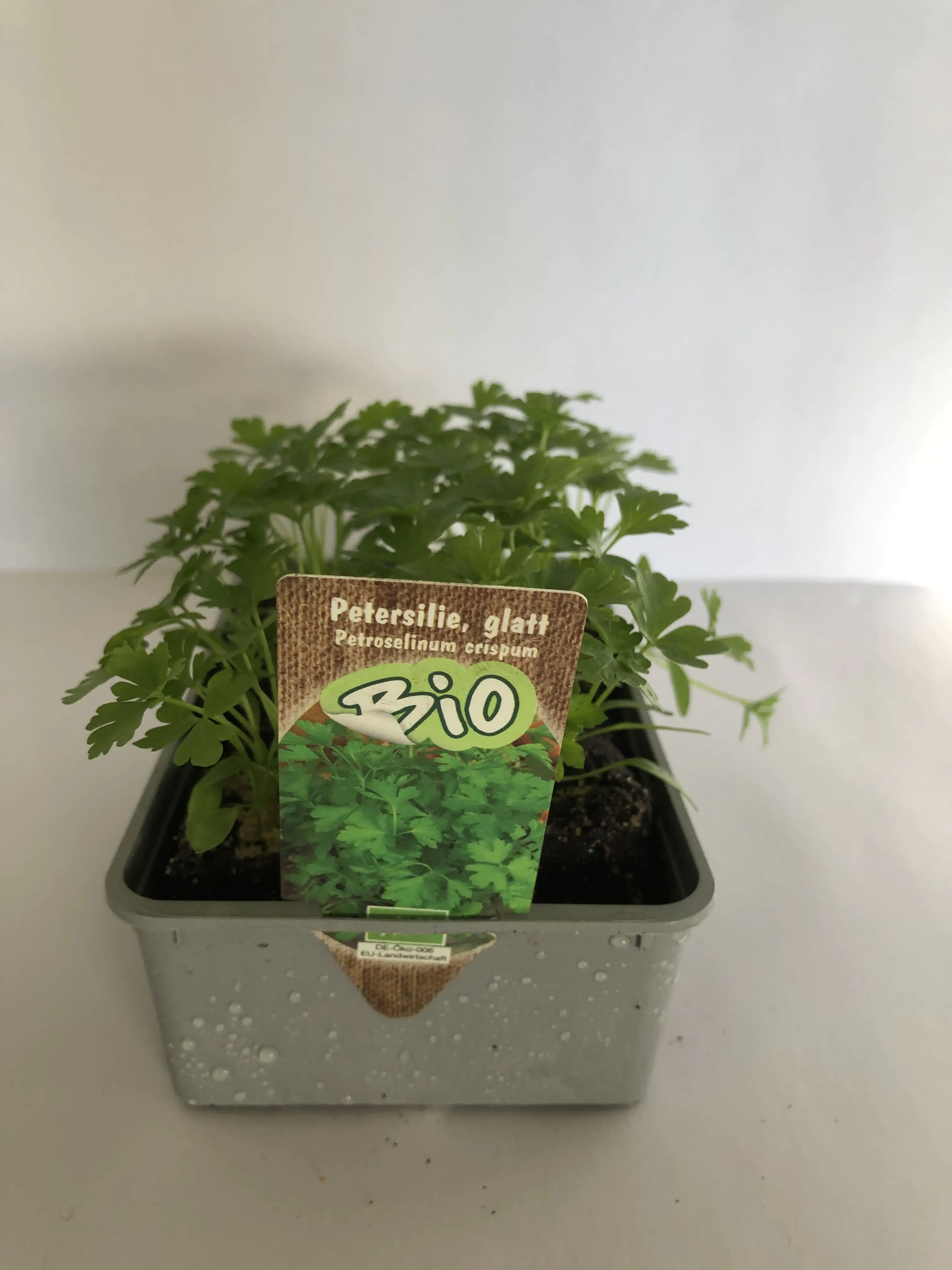 Bio Salat- und Gemüsesetzlinge Petersilie glatt 6 er Schale