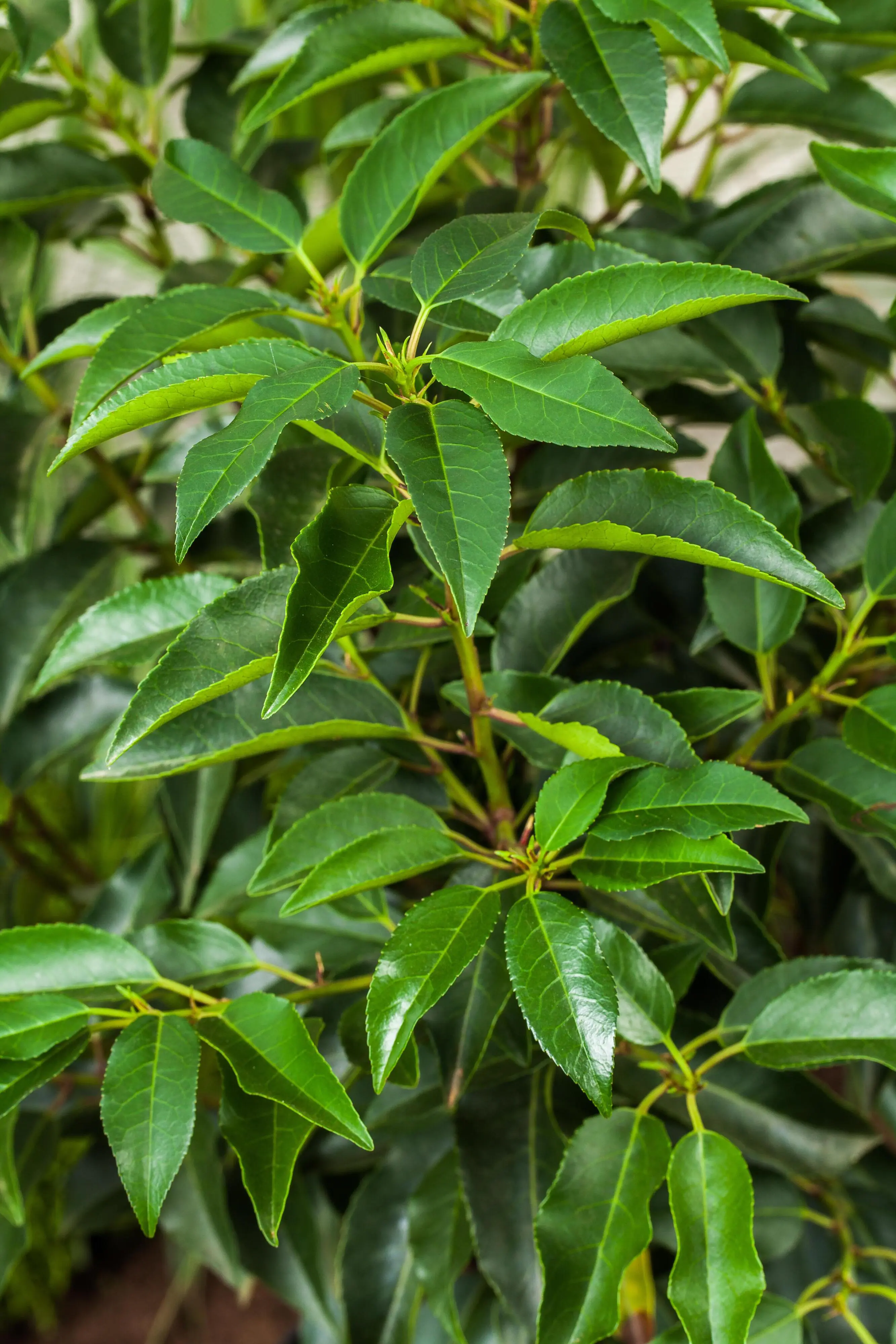 Portugiesische Kirschlorbeer Prunus ang. Lusitanica H 60 - 80 cm, 30 Stück Portugiesische Kirschlorbeer Prunus ang. Lusitanica H 60 - 80 cm, 30 Stück