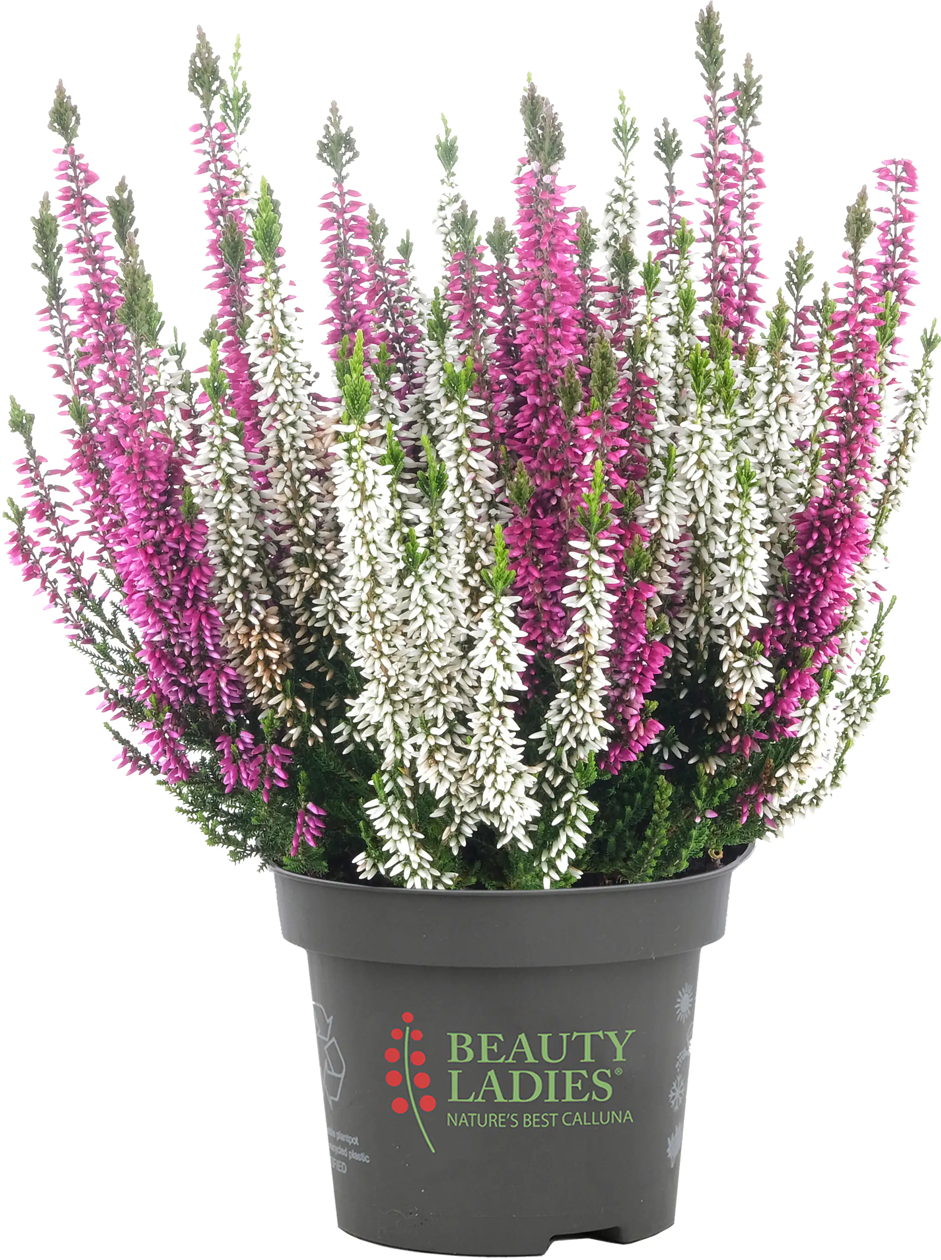 Calluna Garden Girls Twins 11 cm Topf