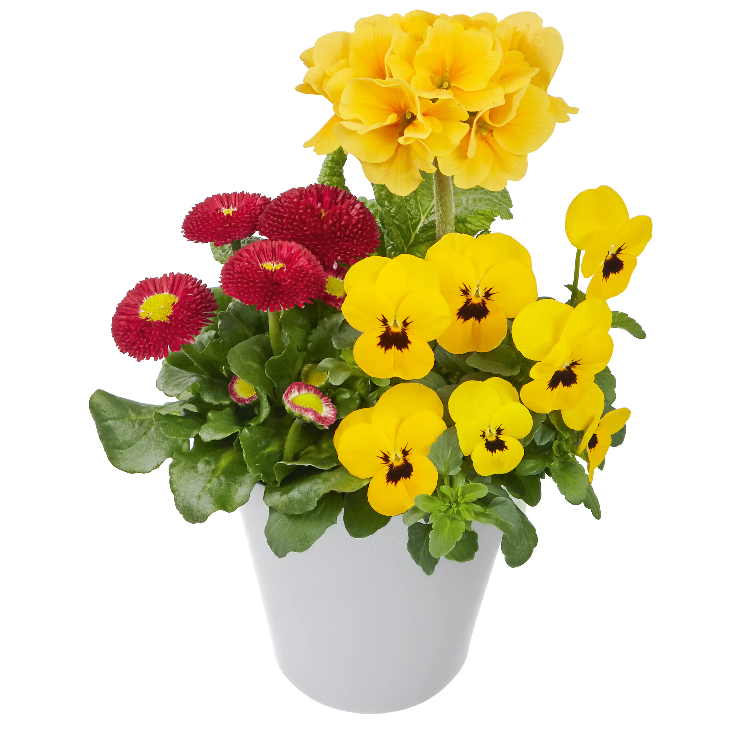 Frühlingsblüher Pflanzen-Mix Trio Collection 13 cm 