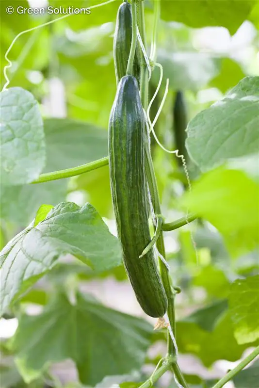 XXL Gemüsepflanzen Snackgurke Cucumis sativus 17 cm Topf