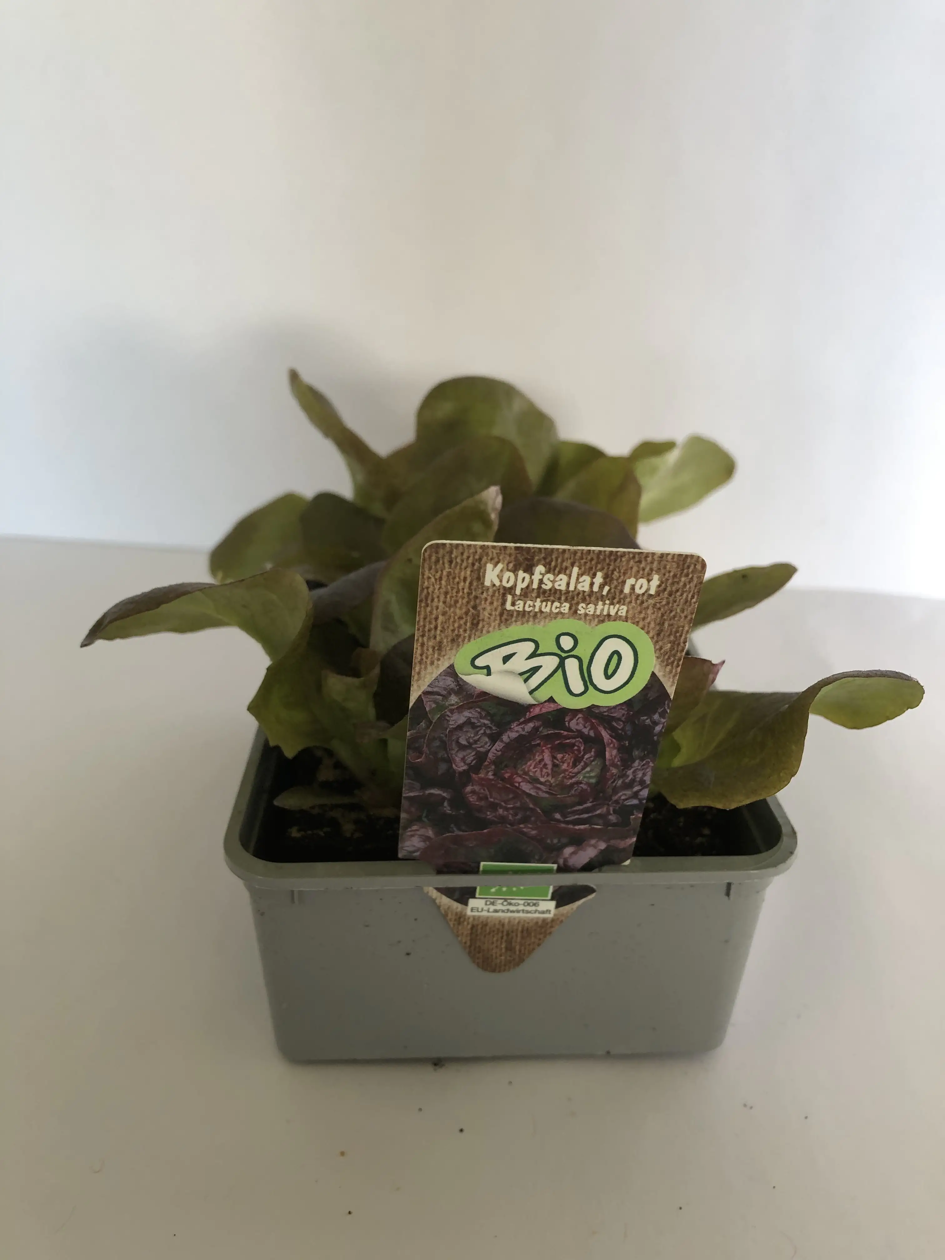 Kopfsalat Lactuca sativa rot 6er Schale Kopfsalat Lactuca sativa rot 6er Schale