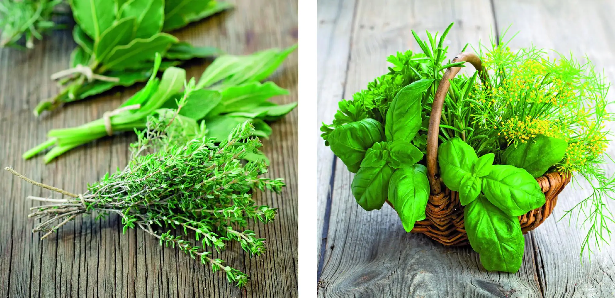 Deco-Glas Bild - Kräuter 2-er 2 x 20 x 20 cm