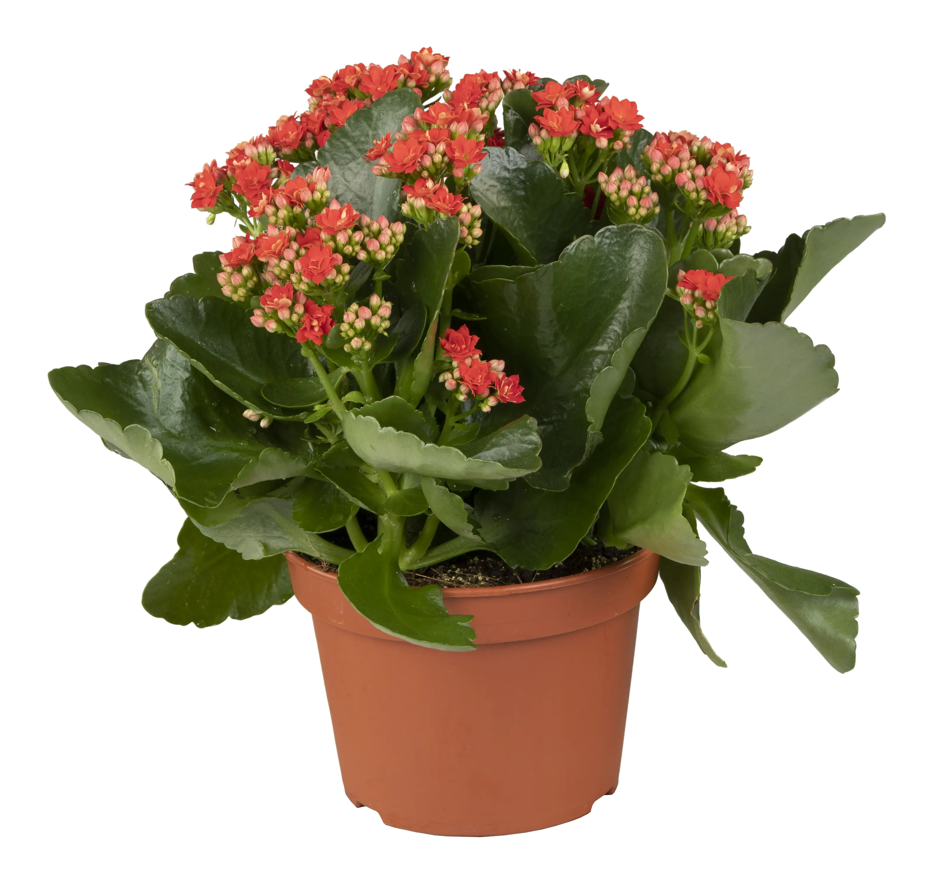 Flammendes Käthchen rot einfach Kalanchoe H ca. 22 cm 10,5 cm Topf