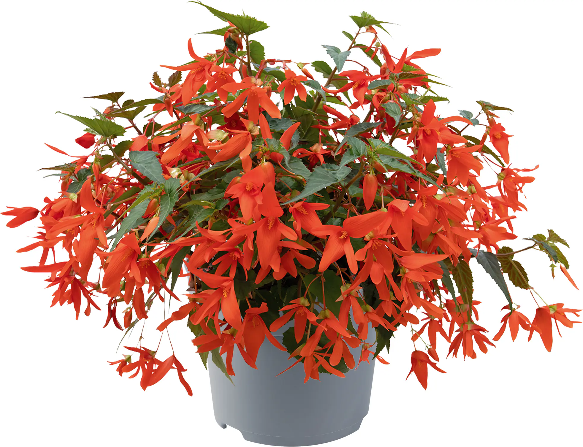 Begonia Groovy 12 cm