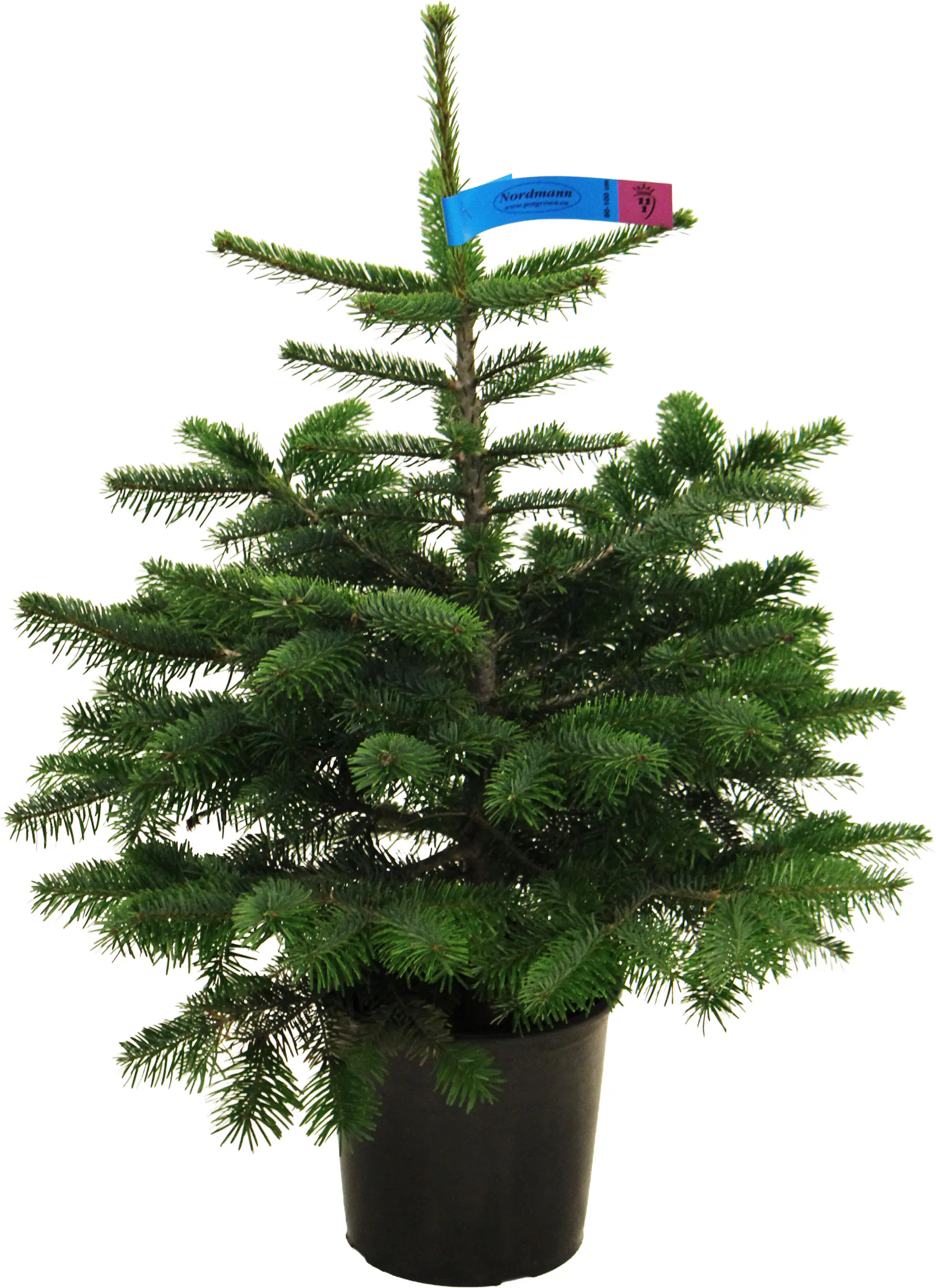 Nordmanntanne Abies nordmanniana H 100 - 120 cm, 10 Liter Container, topfgewachsen