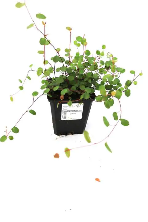 Teppich-Drahtstrauch Muehlenbeckia axilaris H 10-15 cm 10,5 cm Topf