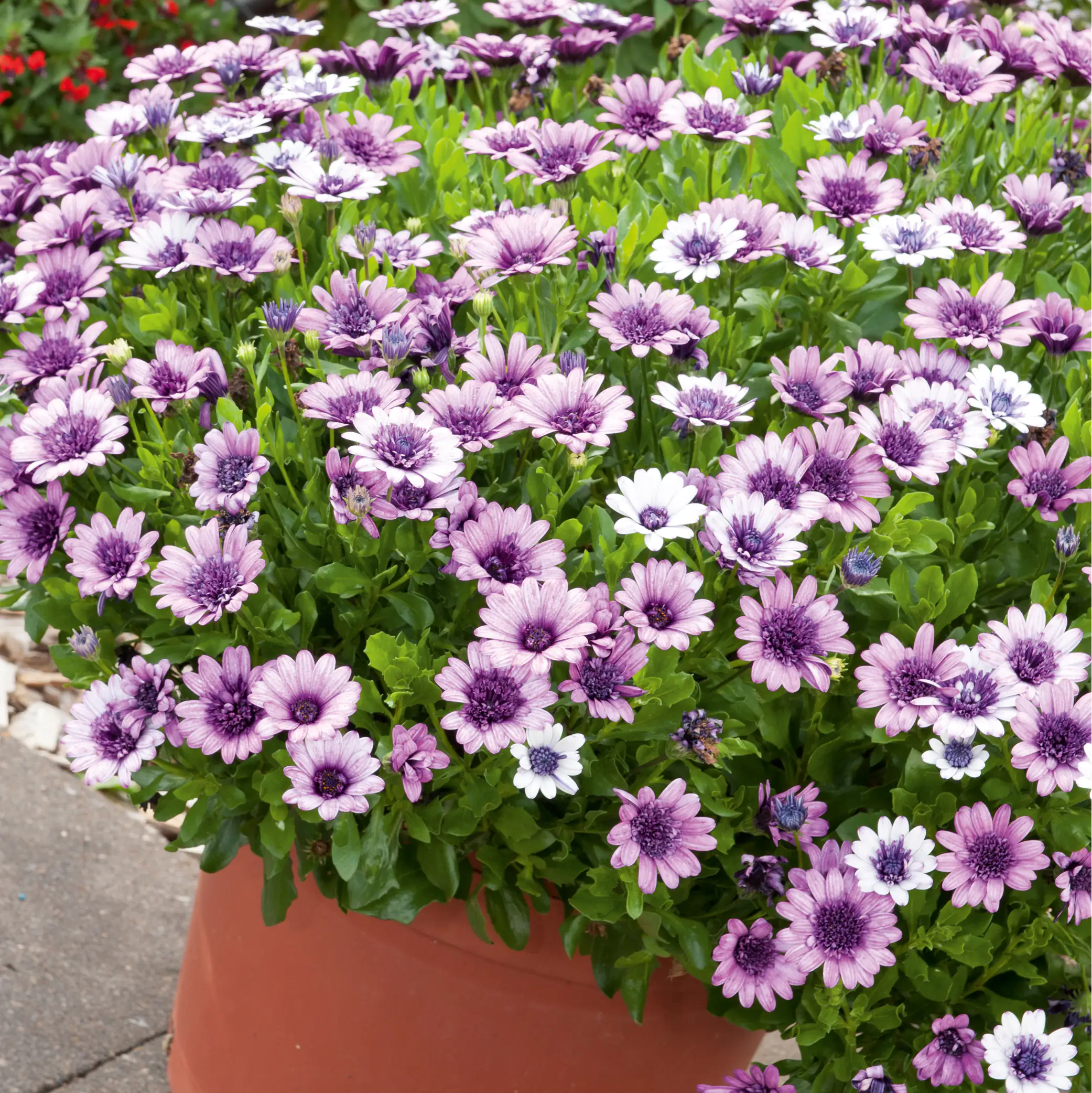 Kapkörbchen in Sorten Osteospermum H 25 cm+  5 L Container Kapkörbchen in Sorten Osteospermum H 25 cm+  5 L Container
