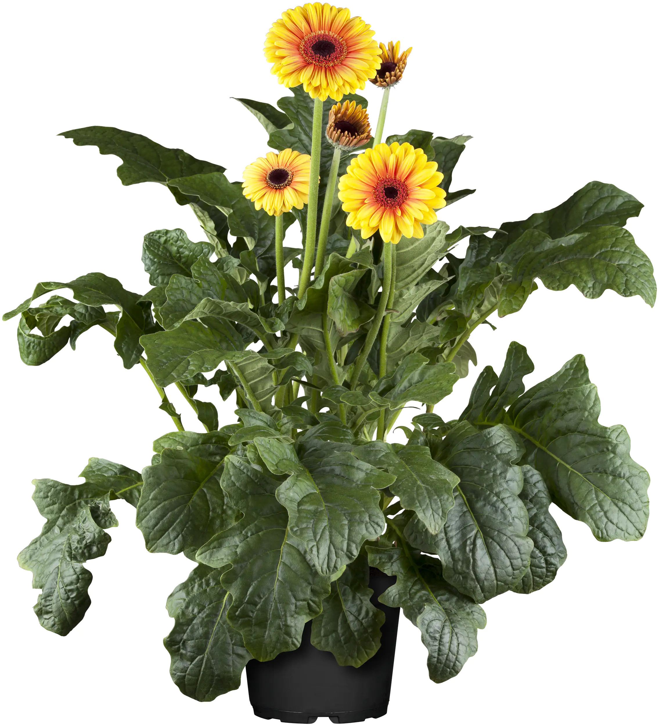 Gerbera in Sorten H 20 cm + 5 L Container Gerbera in Sorten H 20 cm + 5 L Container