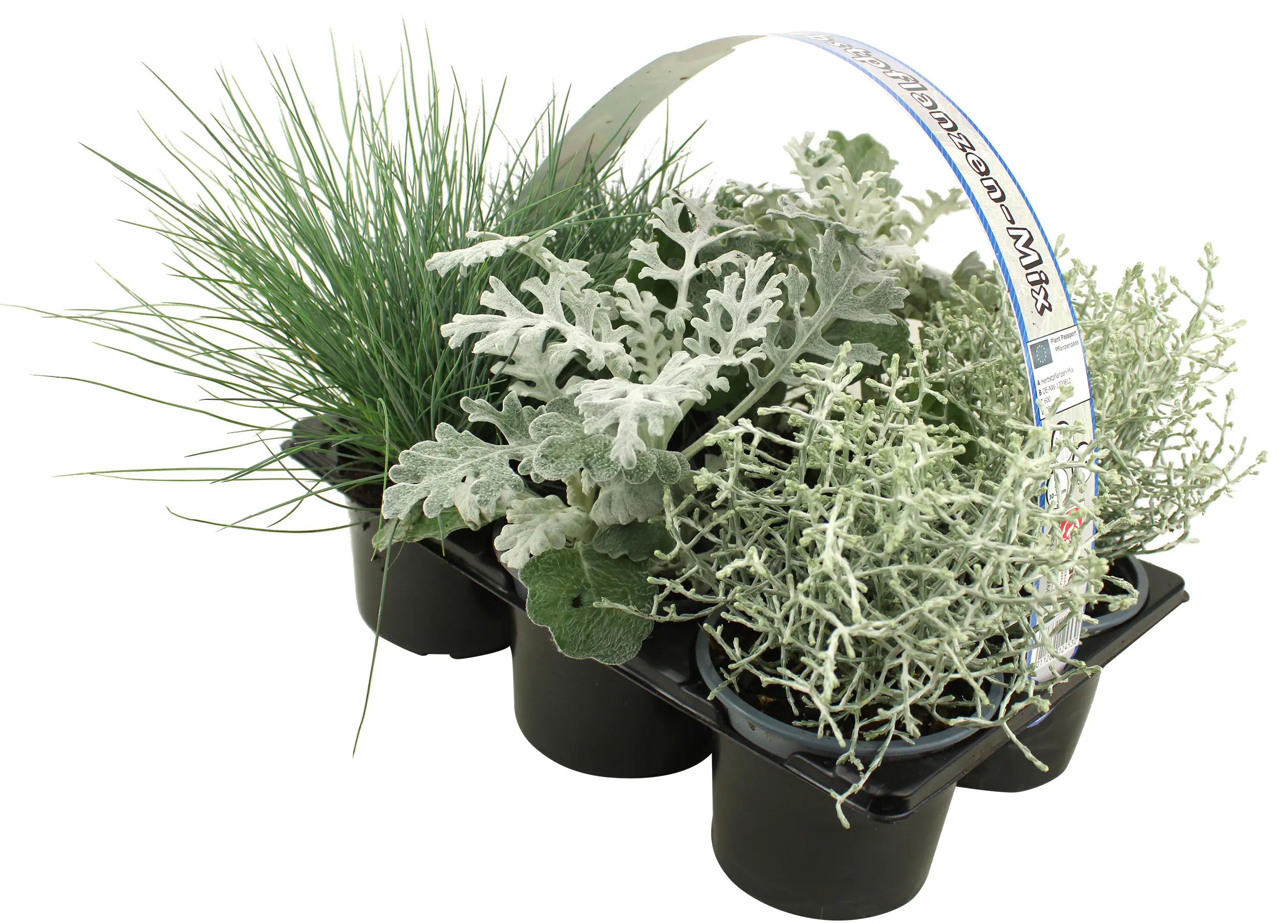 4026357789067_03 Silberner Herbst 6er Pack