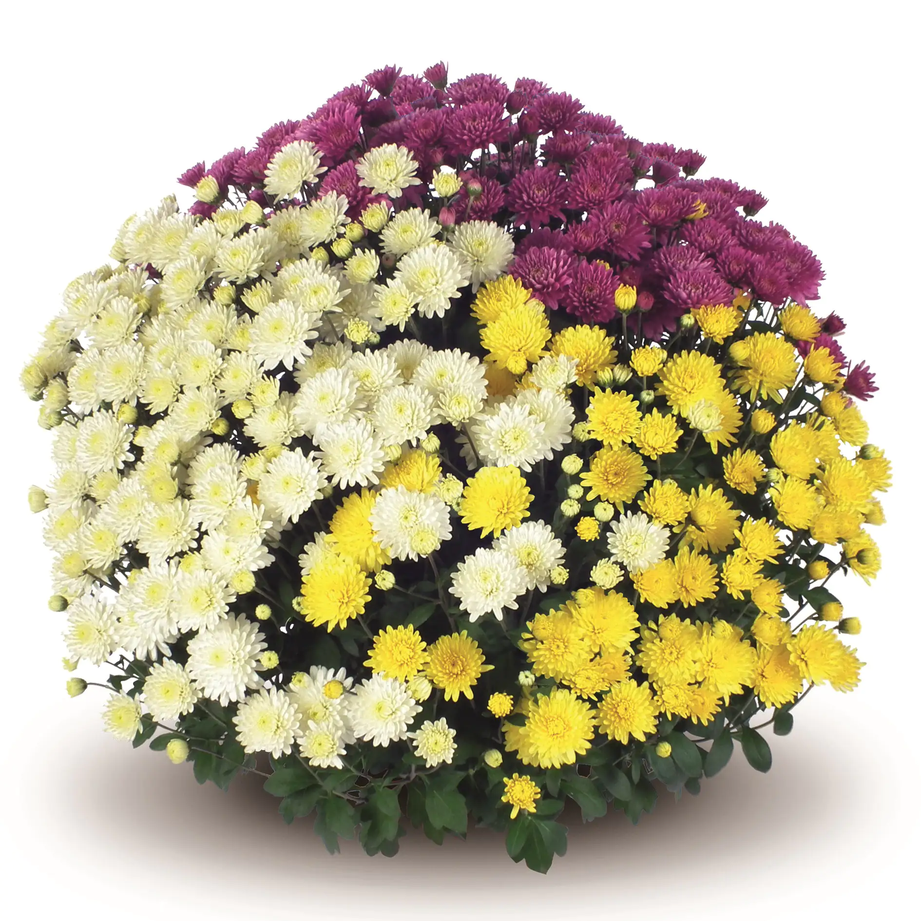 Chrysanthemen in Sorten Chrysanthemum H 80 cm+  30 L Container