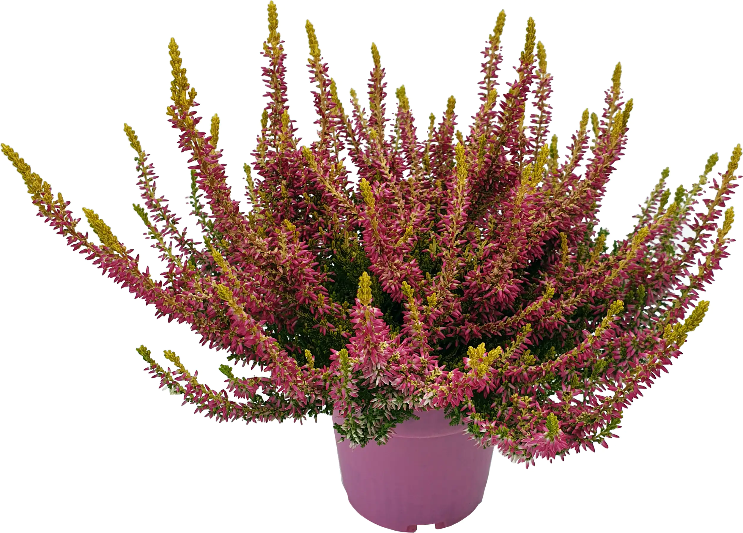 Calluna vulgaris Besonderheiten 11 cm Topf, 15 cm hoch